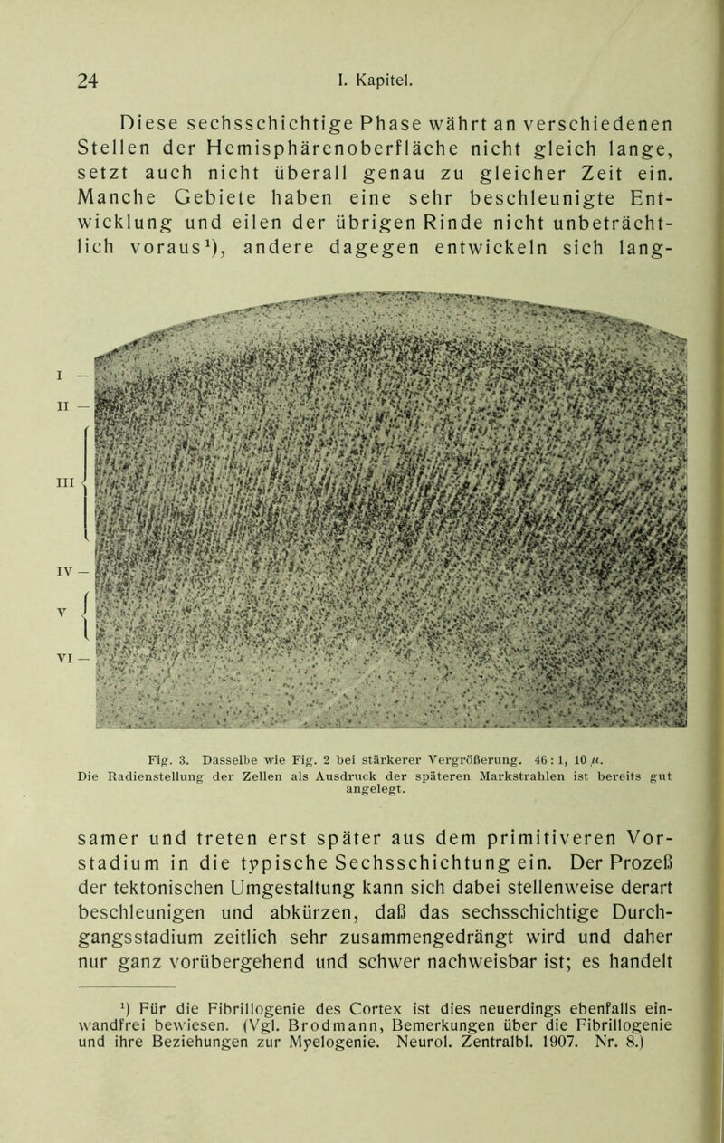 Diese sechsschichtige Phase währt an verschiedenen Stellen der Hemisphärenoberfläche nicht gleich lange, setzt auch nicht überall genau zu gleicher Zeit ein. Manche Gebiete haben eine sehr beschleunigte Ent- wicklung und eilen der übrigen Rinde nicht unbeträcht- lich voraus*), andere dagegen entwickeln sich lang- I — II 111 i IV — V ( I VI — Fig. 3. Dasselbe wie Fig. 2 bei stärkerer Vergrößerung. 46:1, 10 ,«. Die Radienstellung der Zellen als Ausdruck der späteren Markstralilen ist bereits gut angelegt. samer und treten erst später aus dem primitiveren Vor- stadium in die typische Sechsschichtung ein. Der Prozeß der tektonischen Umgestaltung kann sich dabei stellenweise derart beschleunigen und abkürzen, daß das sechsschichtige Durch- gangsstadium zeitlich sehr zusammengedrängt wird und daher nur ganz vorübergehend und schwer nachweisbar ist; es handelt Für die Fibrillogenie des Cortex ist dies neuerdings ebenfalls ein- wandfrei bewiesen. (Vgl. Brodmann, Bemerkungen über die Fibrillogenie und ihre Beziehungen zur Myelogenie. Neurol. Zentralbl. 1907. Nr. 8.)