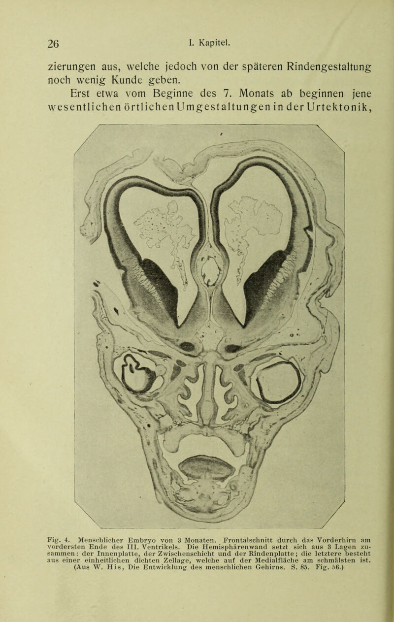 zierungen aus, welche jedoch von der späteren Rindengestaltung noch wenig Kunde geben. Erst etwa vom Beginne des 7. Monats ab beginnen jene wesentlichen örtlichen Umgestaltungen in der Urtektonik, Fig. 4. Menschlicher Embryo von 3 Monaten. Frontalschnitt durch das Vorderhirn am vordersten Ende des III. Ventrikels. Die Hemisphärenwand setzt sich aus 3 Lagen zu- sammen : der Innenplatte, der Zwischenschicht und der Rindenplatte; die letztere besteht aus einer einheitlichen dichten Zellage, welche auf der Medialfläche am schmälsten ist. (Aus W. His, Die Entwicklung des menschlichen Gehirns. S. 85. Fig. .56.)