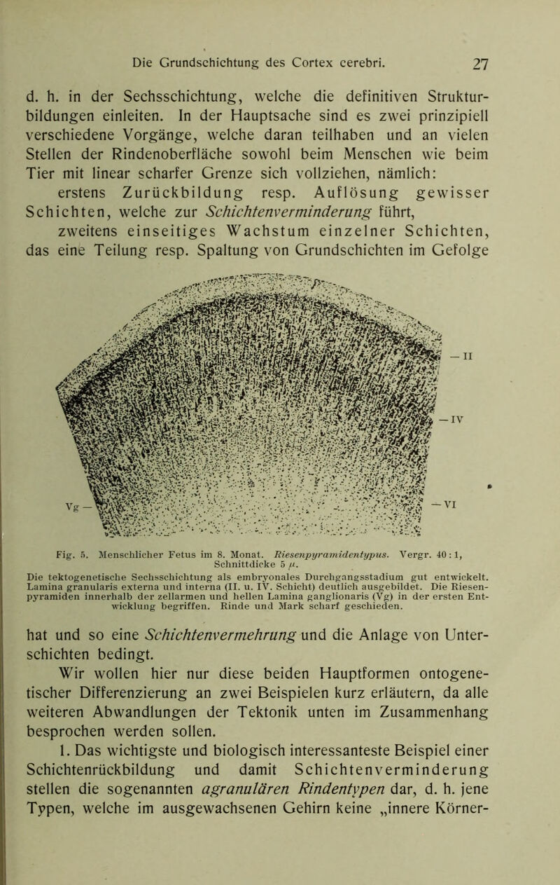 d. h. in der Sechsschichtung, welche die definitiven Struktur- bildungen einleiten, ln der Hauptsache sind es zwei prinzipiell verschiedene Vorgänge, welche daran teilhaben und an vielen Stellen der Rindenoberfläche sowohl beim Menschen wie beim Tier mit linear scharfer Grenze sich vollziehen, nämlich: erstens Zurückbildung resp. Auflösung gewisser Schichten, welche zur Schichtenverminderung führt, zweitens einseitiges Wachstum einzelner Schichten, das eine Teilung resp. Spaltung von Grundschichten im Gefolge Fig. 5. Menscliliclier Fetus im 8. Monat. Riesenpyramidentypus. Vergr. 40; 1, Schnittdicke 5 p. Die tektogenetische Sechsschichtung als embryonales Durchgangsstadium gut entwickelt. Lamina granularis externa und interna (II. u. IV. Schicht) deutlich ausgebildet. Die Riesen- pyramiden innerhalb der zellarmen und hellen Lamina ganglionaris (Vg) in der ersten Ent- wicklung begriffen. Rinde und Mark scharf geschieden. hat und so eine Schiehtenvermehrung und die Anlage von Unter- schichten bedingt. Wir wollen hier nur diese beiden Hauptformen ontogene- tischer Differenzierung an zwei Beispielen kurz erläutern, da alle weiteren Abwandlungen der Tektonik unten im Zusammenhang besprochen werden sollen. 1. Das wichtigste und biologisch interessanteste Beispiel einer Schichtenrückbildung und damit Schichtenverminderung stellen die sogenannten agranulären Rindentypen dar, d. h. jene Typen, welche im ausgewachsenen Gehirn keine „innere Körner-