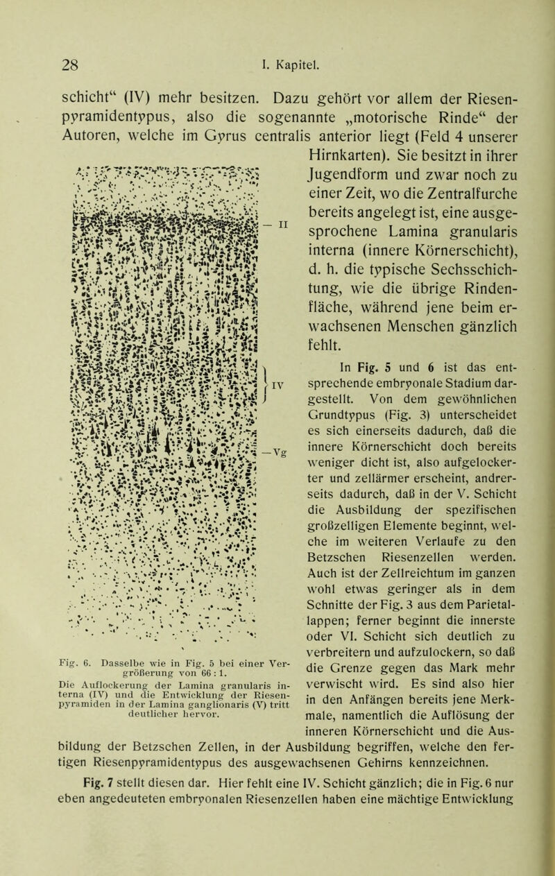 Schicht“ (IV) mehr besitzen. Dazu gehört vor allem der Riesen- ppramidentppus, also die sogenannte „motorische Rinde“ der Autoren, welche im Gprus centralis anterior liegt (Feld 4 unserer Hirnkarten). Sie besitzt in ihrer Jugendform und zwar noch zu einer Zeit, wo die Zentralfurche bereits angelegt ist, eine ausge- sprochene Lamina granularis interna (innere Körnerschicht), d. h, die typische Sechsschich- tung, wie die übrige Rinden- fläche, während jene beim er- wachsenen Menschen gänzlich fehlt. In Fig. 5 und 6 ist das ent- sprechende embryonale Stadium dar- gestellt. Von dem gewöhnlichen Grundtypus (Fig. 3) unterscheidet es sich einerseits dadurch, daß die innere Körnerschicht doch bereits weniger dicht ist, also aufgelocker- ter und zellärmer erscheint, andrer- seits dadurch, daß in der V. Schicht die Ausbildung der spezifischen großzelligen Elemente beginnt, wel- che im weiteren Verlaufe zu den Betzschen Riesenzellen werden. Auch ist der Zellreichtum im ganzen wohl etwas geringer als in dem Schnitte der Fig. 3 aus dem Parietal- lappen; ferner beginnt die innerste oder VI. Schicht sich deutlich zu verbreitern und aufzulockern, so daß die Grenze gegen das Mark mehr verwischt wird. Es sind also hier in den Anfängen bereits jene Merk- male, namentlich die Auflösung der inneren Körnerschicht und die Aus- bildung der Betzschen Zellen, in der Ausbildung begriffen, welche den fer- tigen Riesenpyramidentypus des ausgewachsenen Gehirns kennzeichnen. Fig. 7 stellt diesen dar. Hier fehlt eine IV. Schicht gänzlich; die in Fig. 6 nur eben angedeuteten embryonalen Riesenzellen haben eine mächtige Entwicklung Fig. 6. Dasselbe wie in Fig. 5 bei einer Ver- größerung von 66:1. Die Auflockerung der Lamina granularis in- terna (IV) und die Entwicklung der Riesen- pyramiden in der Lamina ganglionaris (V) tritt deutlicher hervor.