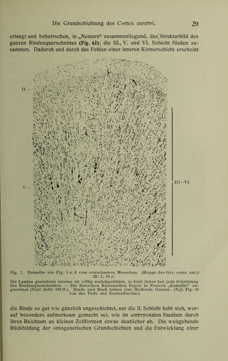 erlangt und beherrschen, in „Nestern“ zusammenliegend, das'Strukturbild des ganzen Rindenquersehnittes (Fig. 43); die 111., V. und VI. Schicht fließen zu- sammen. Dadurch und durch das Fehlen einer inneren Körnerschicht erscheint III—VI Fig. 7. Dasselbe wie Fig. 5 u. 6 vom erwachsenen Menschen. (Kuppe des Gyr. centr. ant.) 25 : 1, 10 iu. Die Lamina grannlaris interna ist völlig zurückgebildet, es fehlt daher fast jede Schichtung des Rindenquerschnittes. — Die Betzschen Riesenzellen liegen in Nestern ,,kumulär“ an- geordnet (Text Seite 102 ff.). Rinde und Mark haben eine fließende Grenze. (Vgl. Fig. 58 von der Tiefe der Zentralfurche.) die Rinde so gut wie gänzlich ungeschichtet, nur die 11. Schicht hebt sich, wor- auf besonders aufmerksam gemacht sei, wie im embryonalen Stadium durch ihren Reichtum an kleinen Zellformen etwas deutlicher ab. Die weitgehende Rückbildung der ontogenetischen Grundschichten und die Entwicklung einer