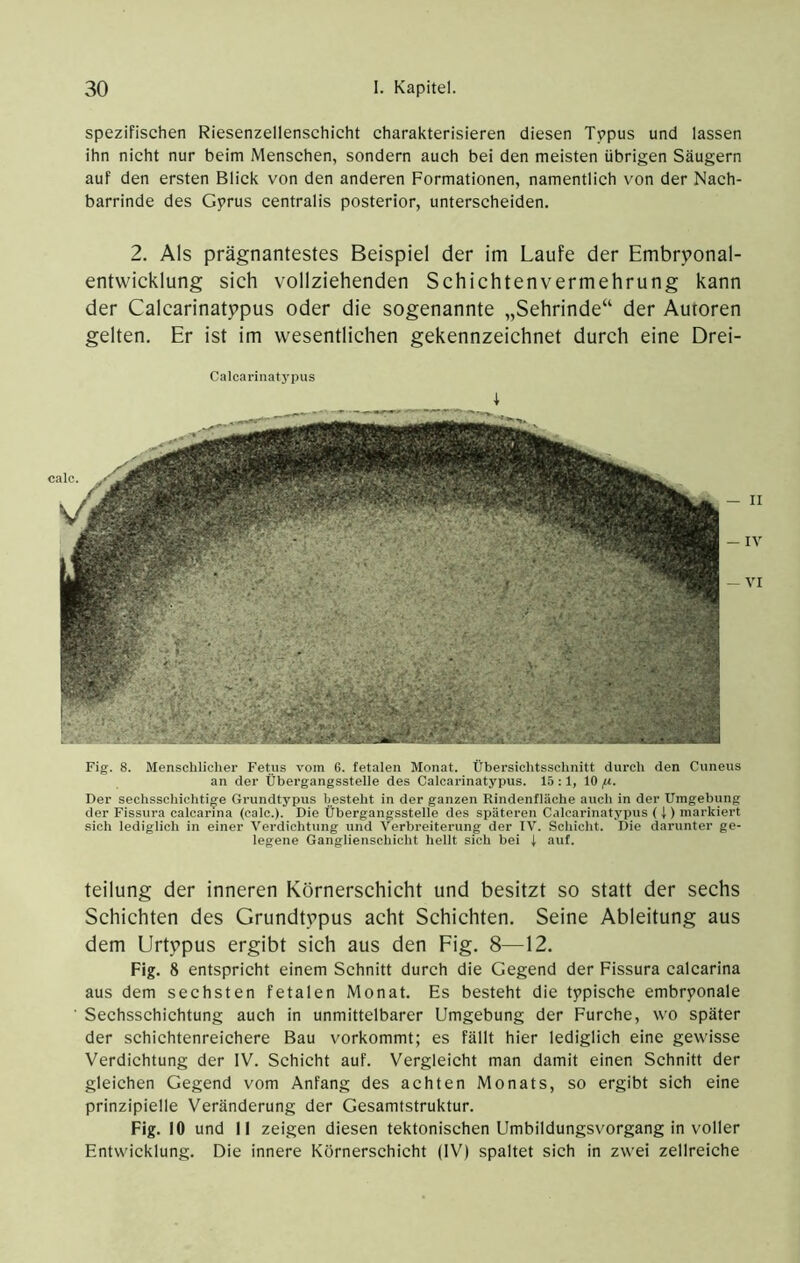 spezifischen Riesenzellenschicht charakterisieren diesen Tvpus und lassen ihn nicht nur beim Menschen, sondern auch bei den meisten übrigen Säugern auf den ersten Blick von den anderen Formationen, namentlich von der Nach- barrinde des Gyrus centralis posterior, unterscheiden. 2. Als prägnantestes Beispiel der im Laufe der Embryonal- entwicklung sich vollziehenden Schichtenvermehrung kann der Calcarinatypus oder die sogenannte „Sehrinde“ der Autoren gelten. Er ist im wesentlichen gekennzeichnet durch eine Drei- Calcarinat3'pus i Fig. 8. Menschliclier Fetus vom 6. fetalen Monat. Übersichtsschnitt durch den Cuneus an der Übergangsstelle des Calcarinatypus. 15 :1, 10 /u. Der sechsschichti^e Grundtj’pus besteht in der ganzen Rindenfläche auch in der Umgebung der Fissura calcarina (calc.). Die Übergangsstelle des späteren Calcarinatj'pus ( i ) markiert sich lediglich in einer Verdichtung und Verbreiterung der IV. Schicht. Die darunter ge- legene Ganglienschicht hellt sich bei 1 auf. teilung der inneren Körnerschicht und besitzt so statt der sechs Schichten des Grundtypus acht Schichten. Seine Ableitung aus dem Urtypus ergibt sich aus den Fig. 8—12. Fig. 8 entspricht einem Schnitt durch die Gegend der Fissura calcarina aus dem sechsten fetalen Monat. Es besteht die typische embryonale Sechsschichtung auch in unmittelbarer Umgebung der Furche, wo später der schichtenreichere Bau vorkommt; es fällt hier lediglich eine gewisse Verdichtung der IV. Schicht auf. Vergleicht man damit einen Schnitt der gleichen Gegend vom Anfang des achten Monats, so ergibt sich eine prinzipielle Veränderung der Gesamtstruktur. Fig. 10 und II zeigen diesen tektonischen Umbildungsvorgang in voller Entwicklung. Die innere Körnerschicht (IV) spaltet sich in zwei zellreiche