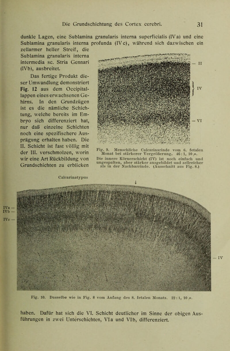 dunkle Lagen, eine Sublamina granularis interna superficialis (IVa) und eine Sublamina granularis interna profunda (IVc), während sich dazwischen ein zellarmer heller Streif, die Sublamina granularis interna intermedia sc. Stria Gennari (IVb), ausbreitet. Das fertige Produkt die- ser Umwandlung demonstriert Fig. 12 aus dem Occipital- lappen eines erwachsenen Ge- hirns. In den Grundzügen ist es die nämliche Schich- tung, welche bereits im Em- bryo sich differenziert hat, nur daß einzelne Schichten noch eine spezifischere Aus- prägung erhalten haben. Die II. Schicht ist fast völlig mit . ,.1 • 9- Menscliliclie Calcarinai-inde vom 6. fetalen der III. verschmolzen, worin Monat bei stärkerer Vergrößerung. 46:1, 10,«. wir eine Art Rückbildung V'On Die innere Körnerschicht (IV) ist noch einfach uiul r' j i-i !-<■ I ungespalten, aber stärker ausgebildet und zellreicher Grundschichten zu erblicken als Jn der Nachbarrinde. (Ausschnitt aus Fig. 8.) IVa- IVb — IVc - Fig. 10. Dasselbe wie in Fig. 8 vom Anfang des 8. fetalen Monats. 22:1, 10 «. Calcarinatypus — IV haben. Dafür hat sich die VI. Schicht deutlicher im Sinne der obigen Aus- führungen in zwei Unterschichten, Via und VIb, differenziert.