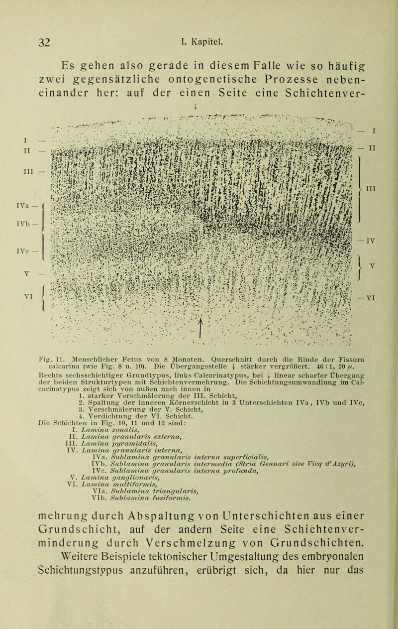 Es gehen also gerade in diesem Falle wie so häufig zwei gegensätzliche ontogenetische Prozesse neben- einander her: auf der einen Seite eine Schichtenver- I Fig. 11. Menschlicher Fetus von 8 Monaten. Querschnitt durch die Rinde der Fissura calcarina (wie Fig. 8 u. 10). Die Übergangsstelle t stärker vergrößert. 46:1, 10/u. Rechts sechsschichtiger Grundtypus, links Calcarinatypus, bei I linear scharfer Übergang der beiden Strukturtypen mit Schichtenvermehrung. Die Schichtungsumwandlung im Cal- carinatypus zeigt sich von außen nach innen in 1. stärker Verschmälerung der III. Schicht, 2. Spaltung der inneren Körnerschicht in 3 Unterschichten IVa, IVb und IVc, 3. Verschmälerung der V. Schicht, 4. Verdichtung der VI. Schicht. Die Schichten in Fig. 10, 11 und 12 sind; I. Lamina zonalis, II. Lamina (jranularis externa, III. Lamina pyramidalis, IV. Lamhia yranularis interna, IVa. Sublamina granularis interna superfieialis, IVb. Sublamma granularis intermedia (Stria Gennari sive Vicq d'Azyri), IVc. Sublamina granularis interna profunda, V. Lamina ganglionaris, VI. Lamina multiformis. Via. Sublamina triangularis, VIb. Sublamina fusiformis. mehrung durch Abspaltung von Unterschichten aus einer Grundschicht, auf der andern Seite eine Schichtenver- minderung durch Verschmelzung von Grundschichten. Weitere Beispiele tektonischer Umgestaltung des embryonalen Schichtungstypus anzuführen, erübrigt sich, da hier nur das