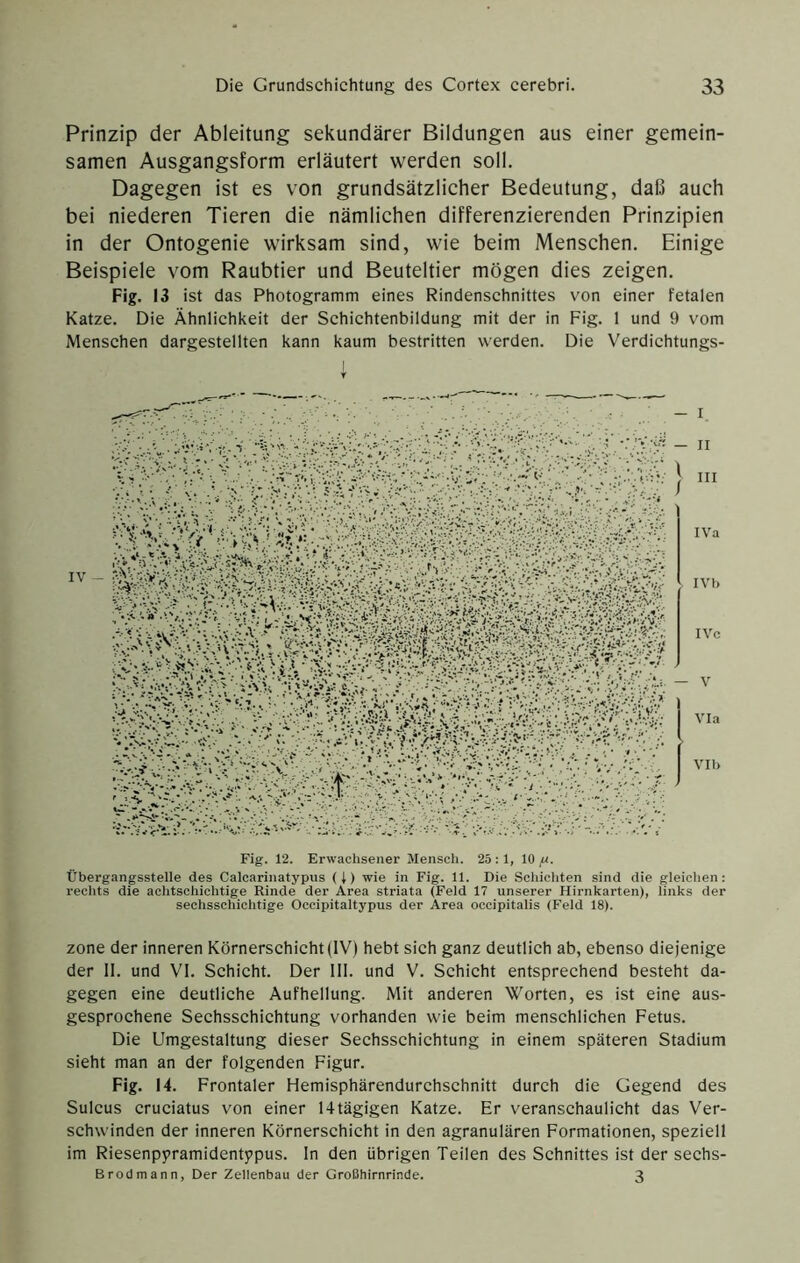 Prinzip der Ableitung sekundärer Bildungen aus einer gemein- samen Ausgangsform erläutert werden soll. Dagegen ist es von grundsätzlicher Bedeutung, daß auch bei niederen Tieren die nämlichen differenzierenden Prinzipien in der Ontogenie wirksam sind, wie beim Menschen. Einige Beispiele vom Raubtier und Beuteltier mögen dies zeigen. Fig. 13 ist das Photogramm eines Rindenschnittes von einer fetalen Katze. Die Ähnlichkeit der Schichtenbildung mit der in Fig. 1 und 9 vom Menschen dargestellten kann kaum bestritten werden. Die Verdichtungs- Fig. 12. Erwachsener Menscli. 25 : 1, 10 fi. Übergangsstelle des Calcarinatypus (i) wie in Fig. 11. Die Schichten sind die gleichen: rechts die achtschichtige Rinde der Area striata (Feld 17 unserer Hirnkarten), links der sechsschichtige Occipitaltypus der Area occipitalis (Feld 18). Zone der inneren Körnerschicht (IV) hebt sich ganz deutlich ab, ebenso diejenige der II. und VI. Schicht. Der 111. und V. Schicht entsprechend besteht da- gegen eine deutliche Aufhellung. Mit anderen Worten, es ist eine aus- gesprochene Sechsschichtung vorhanden wie beim menschliehen Fetus. Die Umgestaltung dieser Sechsschiehtung in einem späteren Stadium sieht man an der folgenden Figur. Fig. 14. Frontaler Hemisphärendurchsehnitt durch die Gegend des Suleus cruciatus von einer 14tägigen Katze. Er veranschaulicht das Ver- schwinden der inneren Körnerschicht in den agranulären Formationen, speziell im Riesenpyramidentypus, ln den übrigen Teilen des Schnittes ist der sechs- Brodmann, Der Zellenbau der Großhirnrinde. 3