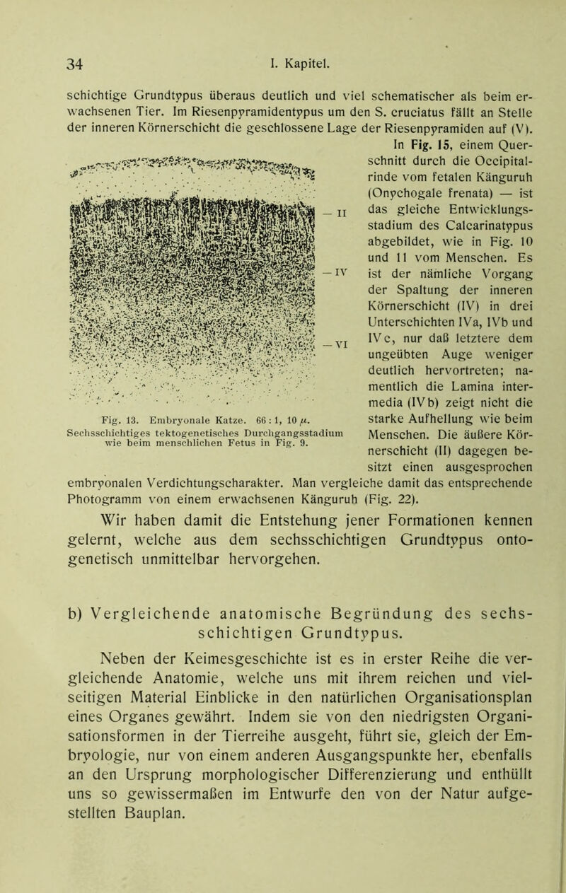 schichtige Grundtypus überaus deutlich und viel schematischer als beim er- wachsenen Tier. Im Riesenpyramidentypus um den S. cruciatus fällt an Stelle der inneren Körnerschicht die geschlossene Lage der Riesenpyramiden auf (V). In Fig. 15, einem Quer- schnitt durch die Occipital- rinde vom fetalen Känguruh (Onychogale frenata) — ist das gleiche Entwicklungs- stadium des Calcarinatypus abgebildet, wie in Fig. 10 und 11 vom Menschen. Es ist der nämliche Vorgang der Spaltung der inneren Körnerschicht (IV) in drei Unterschichten IVa, IVb und IVc, nur daß letztere dem ungeübten Auge weniger deutlich hervortreten; na- mentlich die Lamina inter- media (IVb) zeigt nicht die starke Aufhellung wie beim Menschen. Die äußere Kör- nerschicht (II) dagegen be- sitzt einen ausgesprochen embryonalen Verdichtungscharakter. Man vergleiche damit das entsprechende Photogramm von einem erwachsenen Känguruh (Fig. 22). Wir haben damit die Entstehung jener Formationen kennen gelernt, welche aus dem sechsschichtigen Grundtypus onto- genetisch unmittelbar hervorgehen. Fig. 13. Embryonale Katze. 66 : 1, 10 fx. Sechsscliichtiges tektogenetisches Durchgangsstadium wie beim menschliclien Fetus in Fig. 9. b) Vergleichende anatomische Begründung des sechs- schiehtigen Grundtypus. Neben der Keimesgeschichte ist es in erster Reihe die ver- gleichende Anatomie, welche uns mit ihrem reichen und viel- seitigen Material Einblicke in den natürlichen Organisationsplan eines Organes gewährt. Indem sie von den niedrigsten Organi- sationsformen in der Tierreihe ausgeht, führt sie, gleieh der Em- bryologie, nur von einem anderen Ausgangspunkte her, ebenfalls an den Ursprung morphologischer Differenzierung und enthüllt uns so gewissermaßen im Entwürfe den von der Natur aufge- stellten Bauplan.