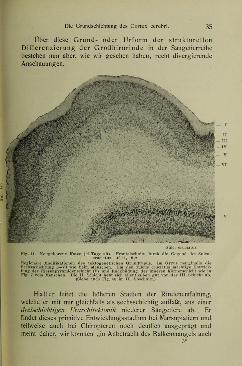 Über diese Grund- oder Urform der strukturellen Differenzierung der Großhirnrinde in der Säugetierreihe bestehen nun aber, wie wir gesehen haben, recht divergierende Anschauungen. Sulc. cniciatus Fig. 14. Neugeborene Katze (14 Tage alt). Frontalsclinitt durch die Gegend des Sulcus cruciatus. 46:1, 10,«. Regionäre Modifikationen des tektogenetischen Grundtypus. Im Gyrus marginalis die Seclisschiclitung I—VI wie beim Menschen. Um den Sulcus cruciatus mächtige Entwick- lung der Riesenpyramidenschicht (V) und Rückbildung der inneren Körnerschicht wie in Fig. 7 vom Menschen. Die II. Schiclit hebt sich allenthallien gut von der III. Schicht ab. (Siehe auch Fig. 80 im II. Abschnitt.) Haller leitet die höheren Stadien der Rindenentfaltung, welche er mit mir gleichfalls als sechsschichtig auffaßt, aus einer dreischichtigen Urarchitektonik niederer Säugetiere ab. Er findet dieses primitive Entwicklungsstadium bei Marsupialiern und teilweise auch bei Chiropteren noch deutlich ausgeprägt und meint daher, wir könnten „in Anbetracht des Balkenmangels auch 3*