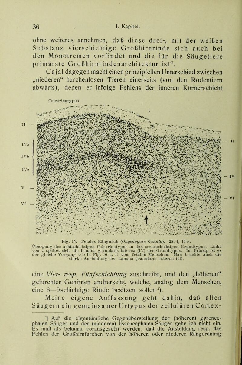 ohne weiteres annehmen, daß diese drei-, mit der weißen Substanz vierschichtige Großhirnrinde sich auch bei den Monotremen vorfindet und die für die Säugetiere primärste Großhirnrindenarchitektur ist“. C a j a 1 dagegen macht einen prinzipiellen Unterschied zwischen „niederen“ furchenlosen Tieren einerseits (von den Rodendem abwärts), denen er infolge Fehlens der inneren Körnerschicht II IVa IVh IVc V VI Calcarinatypus Fig. 15. Fetales Känguruh (Onyckogale frenata). 25 ; 1, 10 fi. Übergang des achtschichtigen Calcarinatypus in den sechsschichtigen Grundtypus. Links von t spaltet sich die Lamina granularis interna (IV) des Grundtypus. Im Prinzip ist es der gleiche Vorgang wie in Fig. 10 u. 11 vom fetalen Mensclien. Man beachte auch die starke Ausbildung der Lamina granularis externa (II). eine Vier- resp. Fünfschichtung zuschreibt, und den „höheren“ gefurchten Gehirnen andrerseits, welche, analog dem Menschen, eine 6—9schichtige Rinde besitzen sollen^). Meine eigene Auffassung geht dahin, daß allen Säugern ein gemeinsamer Urtppus der zellulären Cortex- ') Auf die eigentümliche Gegenüberstellung der (höheren) gprence- phalen Säuger und der (niederen) lissencephalen Säuger gehe ich nicht ein. Es muß als bekannt vorausgesetzt werden, daß die Ausbildung resp. das Fehlen der Großhirnfurchen von der höheren oder niederen Rangordnung