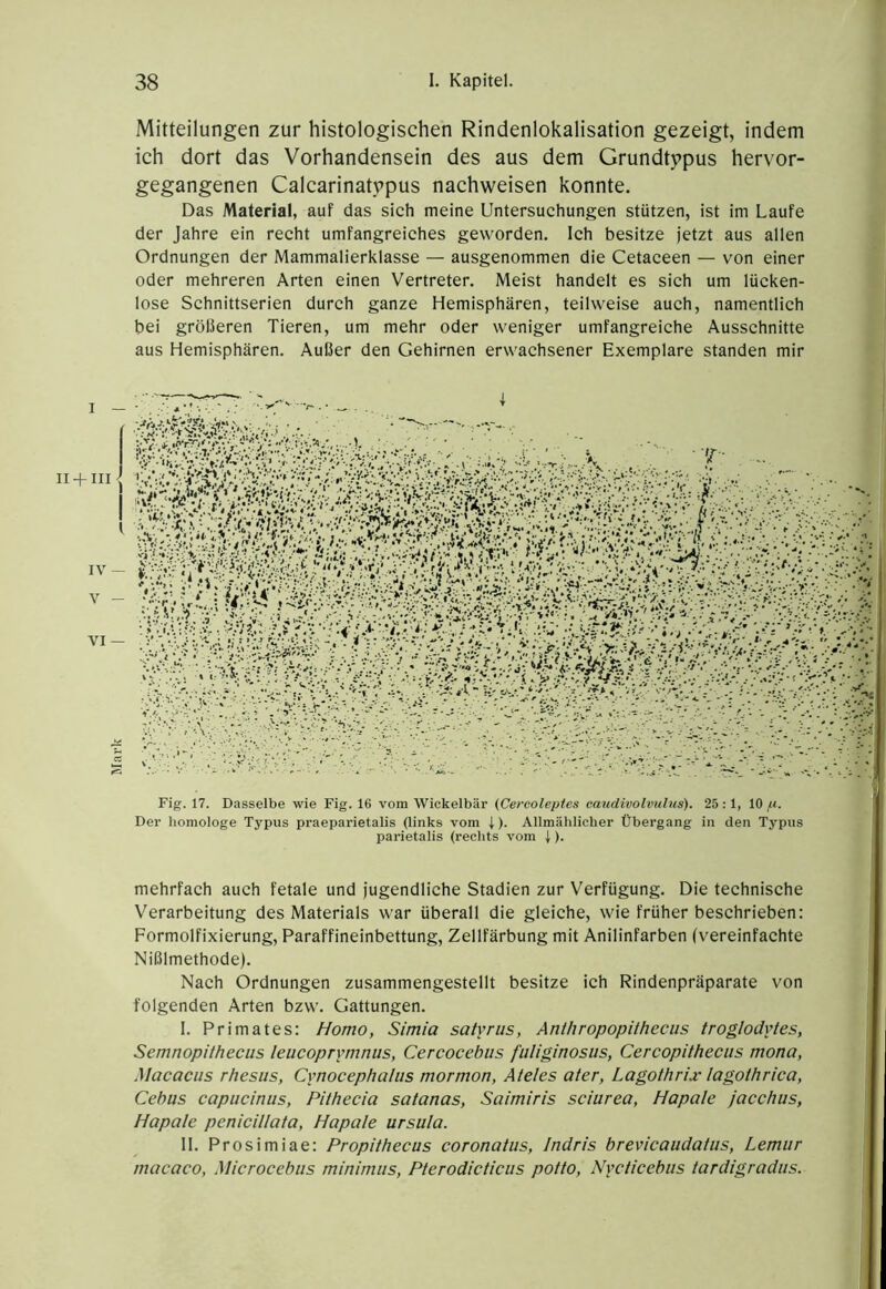 Mark Mitteilungen zur histologischen Rindenlokalisation gezeigt, indem ich dort das Vorhandensein des aus dem Grundtypus hervor- gegangenen Calcarinatypus nachweisen konnte. Das Material, auf das sich meine Untersuchungen stützen, ist im Laufe der Jahre ein recht umfangreiches geworden. Ich besitze jetzt aus allen Ordnungen der Mammalierklasse — ausgenommen die Cetaceen — von einer oder mehreren Arten einen Vertreter. Meist handelt es sich um lücken- lose Schnittserien durch ganze Hemisphären, teilweise auch, namentlich bei größeren Tieren, um mehr oder weniger umfangreiche Ausschnitte aus Hemisphären. Außer den Gehirnen erwachsener Exemplare standen mir I — II-fIII l IV — V — VI — Fig. 17. Dasselbe wie Fig. 16 vom Wickelbär {Cereoleptes caudivolvulus). 25 :1, 10 /.i. Der homologe Typus praeparietalis (links vom i). Allmählicher Übergang in den Typus parietalis (rechts vom t). mehrfach auch fetale und jugendliche Stadien zur Verfügung. Die technische Verarbeitung des Materials war überall die gleiche, wie früher beschrieben: Formolfixierung, Paraffineinbettung, Zellfärbung mit Anilinfarben (vereinfachte Nißlmethode). Nach Ordnungen zusammengestellt besitze ich Rindenpräparate von folgenden Arten bzw. Gattungen. I. Primates: Homo, Simia satyriis, Anthropopithecus troglodytes, Semnopitheciis leucoprymnus, Cercocehiis fuliginosiis, Cercopitheciis mona, Macaciis rhesus, Cynocephalus mormon, Ateles ater, Lagothrix lagothrica, Cebus capiicimis, PUhecia satanas, Saimiris sciurea, Hapale jacchus, Hapale penicillata, Hapale ursiila. II. Prosimiae: Propithecus coronatus, Indris brevicaudatus, Lemur macaco, Microcebus minimus, Pterodicticus potto, Nyclicebus tardigradus.