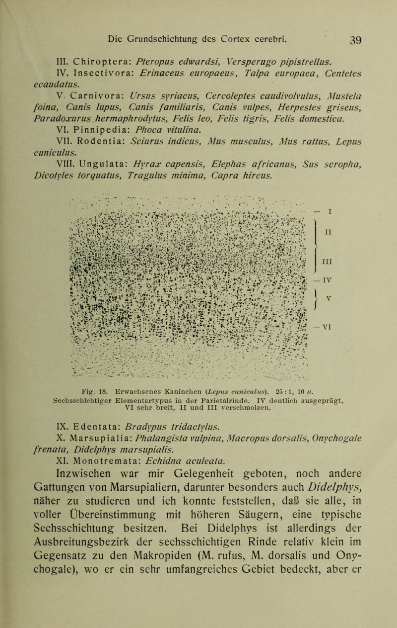 III. Chiroptera: Pteropus edwardsi, Versperugo pipistrellus. IV. Insectivora: Erinaceus europaeus, Talpa europaea, Centetes ecaiidatus. V. Carnivora: Ursus syriacus, Cercoleptes caudivolvulus, Mustela foina, Canis lupus, Canis familiaris, Canis vulpes, Herpestes griseiis, Paradoxurus hermaphrod\'tiis. Felis leo, Felis tigris, Felis domestica. VI. Pinnipedia: Phoca vitulina. VII. Rodentia: Sciurus Indiens, Mus musculus, Mus raltus, Lepus cuniculus. VIII. Ungulata: Hyrax capensis, Elephas africanus, Sus scroplia, Dicotyles torquatus, Tragulus minima, Capra hircus. Fig. 18. Erwaclisenes Kaninchen (Lepus mnimlus). 25:1, 10 «. Sechsscliichtiger Elementartypus in der Parietalrinde. IV deutlich ausgeprägt, VI sehr breit, II und III verschmolzen. IX. Edentata: Bradypus tridactylus. X. Marsupialia: Phalangista vulpina, Macropus dorsalis, Onychogale frenata, Didelphys marsupialis. XI. Monotremata: Echidna aculeata. Inzwischen war mir Gelegenheit geboten, noch andere Gattungen von Marsupialiern, darunter besonders auch Didelphys, näher zu studieren und ich konnte feststellen, daß sie alle, in voller Übereinstimmung mit höheren Säugern, eine typische Sechsschichtung besitzen. Bei Didelphys ist allerdings der Ausbreitungsbezirk der sechsschichtigen Rinde relativ klein im Gegensatz zu den Makropiden (M. rufus, M. dorsalis und Ony- chogale), wo er ein sehr umfangreiches Gebiet bedeckt, aber er