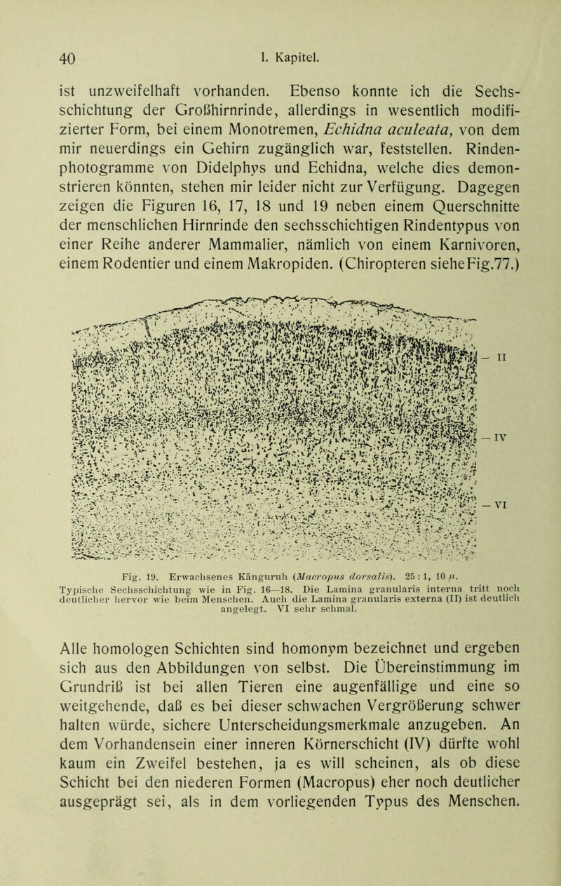 ist unzweifelhaft vorhanden. Ebenso konnte ieh die Sechs- sehichtung der Großhirnrinde, allerdings in vvesentlieh modifi- zierter Form, bei einem Monotremen, Echidna aculeata, von dem mir neuerdings ein Gehirn zugänglieh war, feststellen. Rinden- photogramme von Didelphps und Echidna, welche dies demon- strieren könnten, stehen mir leider nicht zur Verfügung. Dagegen zeigen die Figuren 16, 17, 18 und 19 neben einem Querschnitte der menschlichen Hirnrinde den sechsschichtigen Rindentv’pus von einer Reihe anderer Mammalier, nämlich von einem Karnivoren, einem Rodentier und einem Makropiden. (Chiropteren sieheFig.77.) Fig. 19. Erwachsenes Känguruli (ilacropus dorsalis). 25:1, 10 Tyi)ische Seclisschichtung wie in Fig. 16—18. Die Lamina graniilaris interna tritt nqeli deutlicher hervor wie beim Menschen. Auch die Lamina graniilaris externa (II) ist deutlich angelegt. VI sehr schmal. Alle homologen Schichten sind homonpm bezeichnet und ergeben sich aus den Abbildungen von selbst. Die Übereinstimmung im Grundriß ist bei allen Tieren eine augenfällige und eine so weitgehende, daß es bei dieser schwachen Vergrößerung schwer halten würde, sichere Unterscheidungsmerkmale anzugeben. An dem Vorhandensein einer inneren Körnerschicht (IV) dürfte wohl kaum ein Zweifel bestehen, ja es will scheinen, als ob diese Schicht bei den niederen Formen (Macropus) eher noch deutlicher ausgeprägt sei, als in dem vorliegenden Tvpus des Menschen.