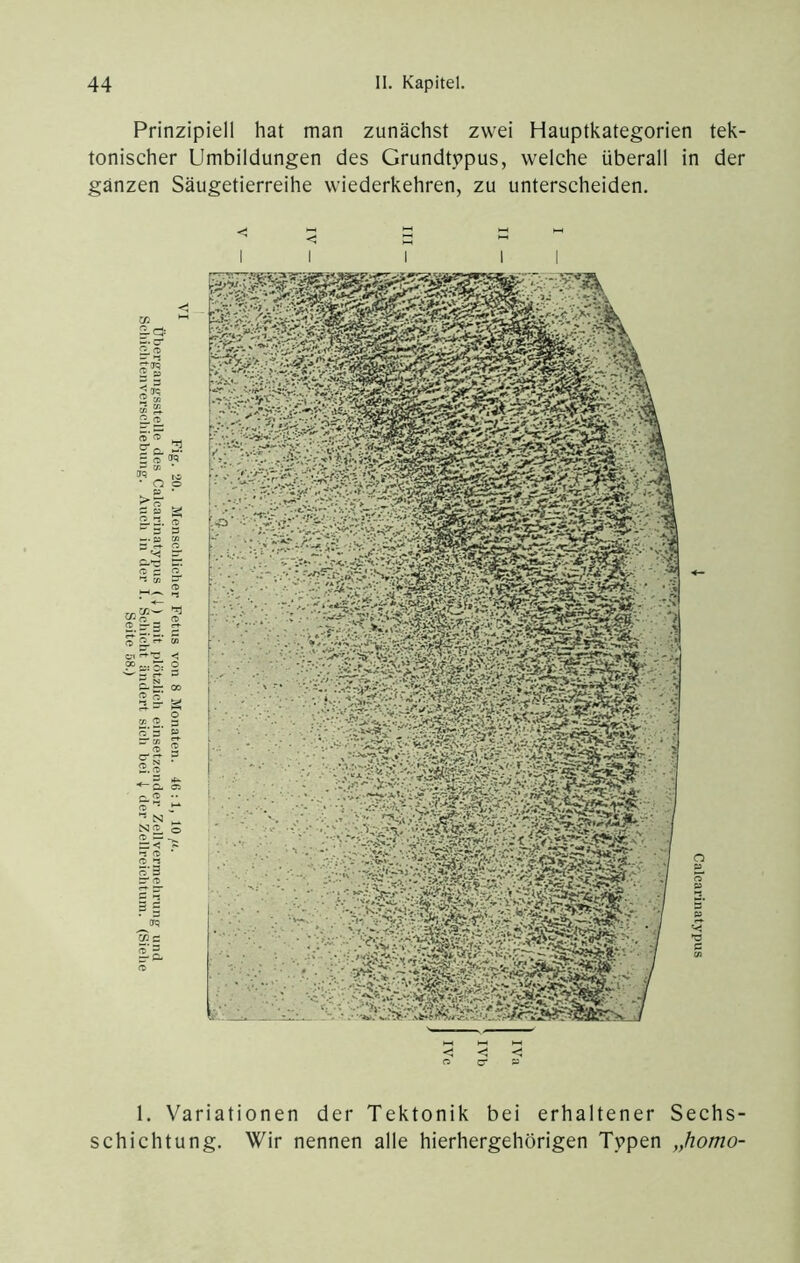 Prinzipiell hat man zunächst zwei Hauptkategorien tek- tonischer Umbildungen des Grundtvpus, welche überall in der ganzen Säugetierreihe wiederkehren, zu unterscheiden. 1. Variationen der Tektonik bei erhaltener Sechs- schichtung. Wir nennen alle hierhergehörigen Tvpen „homo-