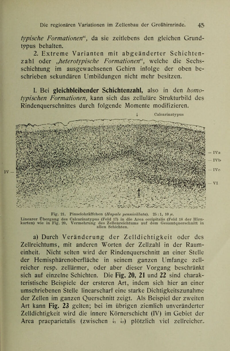 IV — typische Formationen“, da sie zeitlebens den gleichen Grund- tppus behalten. 2. Extreme Varianten mit abgeänderter Schichten- zahl oder „heterotypische Formationen“, welche die Sechs- schichtung im ausgewachsenen Gehirn infolge der oben be- schrieben sekundären Umbildungen nicht mehr besitzen. I. Bei gleichbleibender Schichtenzahl, also in den homo- typischen Formationen, kann sich das zelluläre Strukturbild des Rindenquerschnittes durch folgende Momente modifizieren. t Calcarinatypus Fig. 21. Pinselolirätfchen {Hapale pennicillata). 25:1, 10^. Linearer Übergang des Calcarinatypus (Feld 17) in die Area occipitalis (Feld 18 der Hirn- karten) wie in Fig. 20. Vermehrung des Zellenreichtums auf dem Gesamtquerschnitt in allen Schichten. a) Durch Veränderung der Zelldichtigkeit oder des Zellreichtums, mit anderen Worten der Zellzahl in der Raum- einheit. Nicht selten wird der Rindenquerschnitt an einer Stelle der Hemisphärenoberfläche in seinem ganzen Umfange zell- reicher resp. zellärmer, oder aber dieser Vorgang beschränkt sich auf einzelne Schichten. Die Fig. 20, 21 und 22 sind charak- teristische Beispiele der ersteren Art, indem sich hier an einer umschriebenen Stelle linearscharf eine starke Dichtigkeitszunahme der Zellen im ganzen Querschnitt zeigt. Als Beispiel der zweiten Art kann Fig. 23 gelten; bei im übrigen ziemlich unveränderter Zelldichtigkeit wird die innere Körnerschicht (IV) im Gebiet der Area praeparietalis (zwischen li iä) plötzlich viel zellreicher.