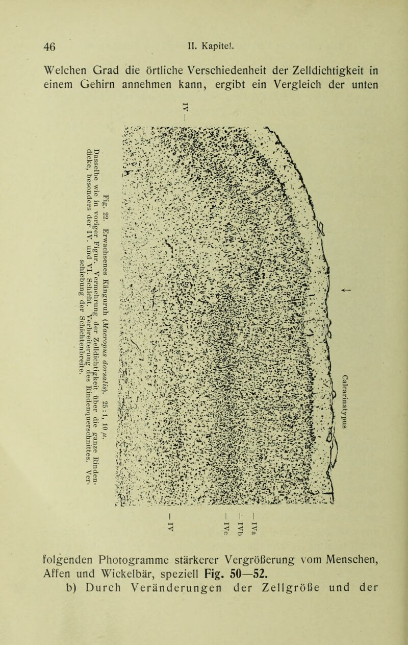 Welchen Grad die örtliche Verschiedenheit der Zelldichtigkeit in einem Gehirn annehmen kann, ergibt ein Vergleich der unten c c folgenden Photogramme stärkerer Vergrößerung vom Menschen, Affen und Wickelbär, speziell Fig. 50—52. b) Durch Veränderungen der Zellgröße und der