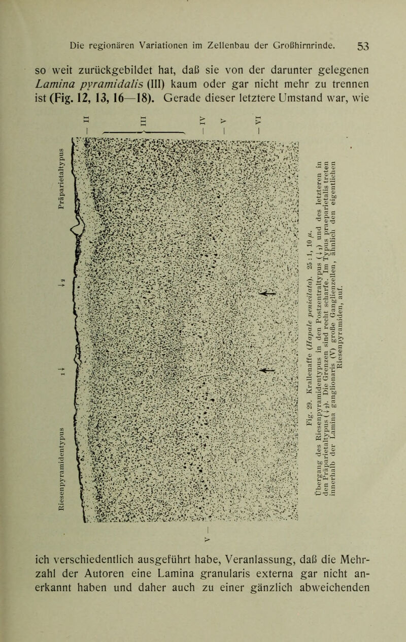 SO weit zurückgebildet hat, daß sie von der darunter gelegenen Lamina pyramidalis (111) kaum oder gar nicht mehr zu trennen ist(Fig. 12, 13,16—18). Gerade dieser letztere Umstand war, wie > > ich verschiedentlich ausgeführt habe, Veranlassung, daß die Mehr- zahl der Autoren eine Lamina granularis externa gar nicht an- erkannt haben und daher auch zu einer gänzlich abweichenden