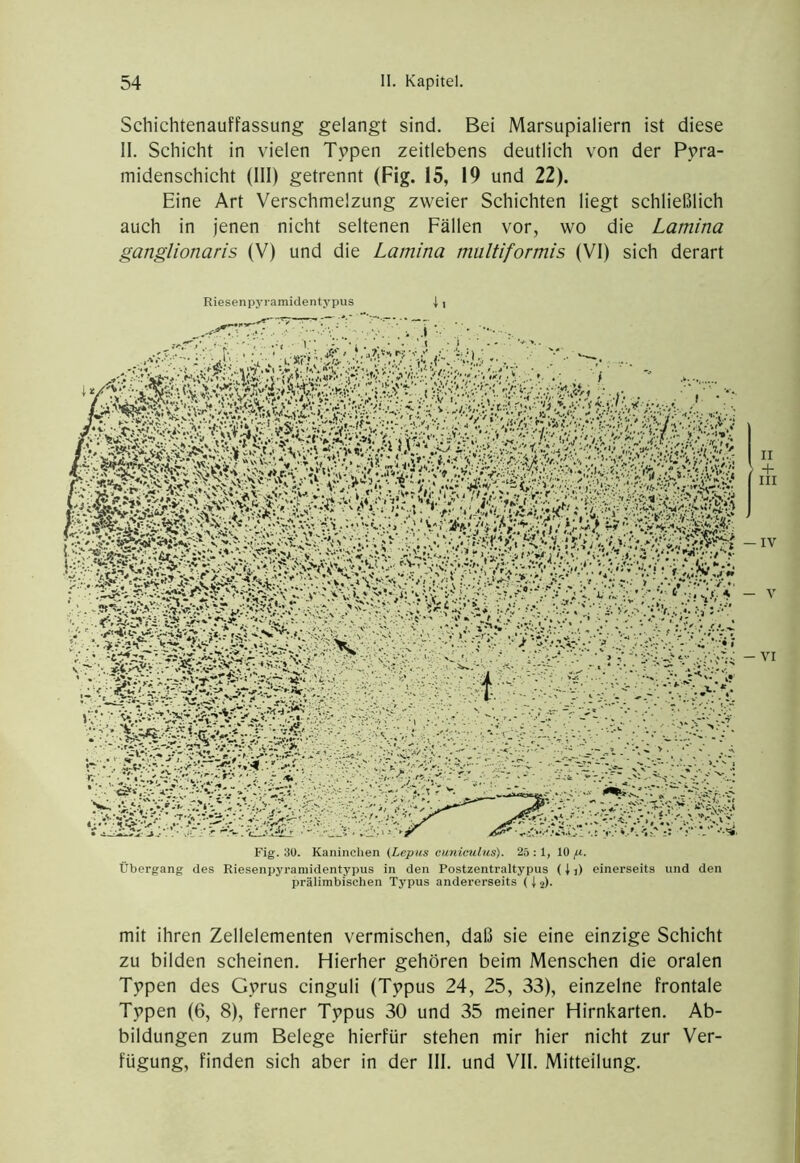 Schichtenauffassung gelangt sind. Bei Marsupialiern ist diese II. Schicht in vielen Typen zeitlebens deutlich von der Pyra- midenschicht (111) getrennt (Fig. 15, 19 und 22). Eine Art Verschmelzung zweier Schichten liegt schließlich auch in jenen nicht seltenen Fällen vor, wo die Lamina ganglionaris (V) und die Lamina mulüformis (VI) sich derart Fig. 30. Kaninchen {Lepiis cuniculus). 25:1, 10^. Übergang des Riesenpyramidentypus in den Postzentraltypus (|,) einerseits und den prälimbischen Typus andererseits (t j)- mit ihren Zellelementen vermischen, daß sie eine einzige Schicht zu bilden scheinen. Hierher gehören beim Menschen die oralen Typen des Gyrus cinguli (Typus 24, 25, 33), einzelne frontale Typen (6, 8), ferner Typus 30 und 35 meiner Hirnkarten. Ab- bildungen zum Belege hierfür stehen mir hier nicht zur Ver- fügung, finden sich aber in der III. und VII. Mitteilung,