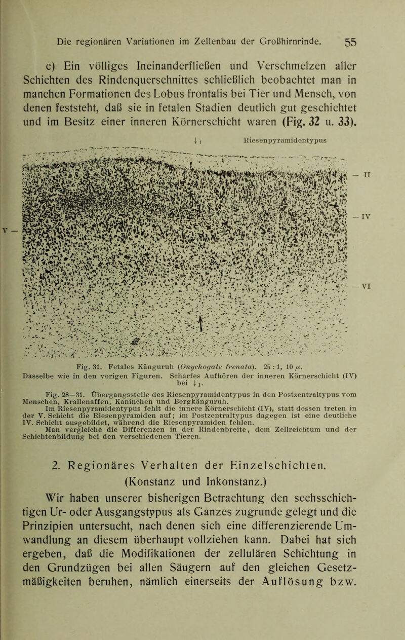 c) Ein völliges Ineinanderfließen und Verschmelzen aller Schichten des Rindenquerschnittes schließlich beobachtet man in manchen Formationen des Lobus frontalis bei Tier und Mensch, von denen feststeht, daß sie in fetalen Stadien deutlich gut geschichtet und im Besitz einer inneren Körnerschicht waren (Fig. 32 u. 33). i 1 Riesenpyramidentypus Fig. 31. Fetales Känguruh (Onychogale frenata). 25:1, 10,«. Dasselbe wie in den vorigen P'iguren. Scharfes Aufhören der inneren Körnerschicht (IV) bei j]. Fig. 28—31. Übergangsstelle des Riesenpyramidentypus in den Postzentraltypus vom Menschen, Krallenaffen, Kaninchen und Bergkänguruh. Im Riesenpyramidentypus fehlt die innere Körnerschicht (IV), statt dessen treten in der V. Schicht die Riesenpyramiden auf; im Postzentraltypus dagegen ist eine deutliche IV. Schicht ausgebildet, während die Riesenpyramiden fehlen. Man vergleiche die Differenzen in der Rindenbreite, dem Zellreichtum und der Schichtenbildung bei den verschiedenen Tieren. 2. Regionäres Verhalten der Einzelschichten. (Konstanz und Inkonstanz.) Wir haben unserer bisherigen Betrachtung den sechsschich- tigen Ur- oder Ausgangstppus als Ganzes zugrunde gelegt und die Prinzipien untersucht, nach denen sich eine differenzierende Um- wandlung an diesem überhaupt vollziehen kann. Dabei hat sich ergeben, daß die Modifikationen der zellulären Schichtung in den Grundzügen bei allen Säugern auf den gleichen Gesetz- mäßigkeiten beruhen, nämlich einerseits der Auflösung bzw.