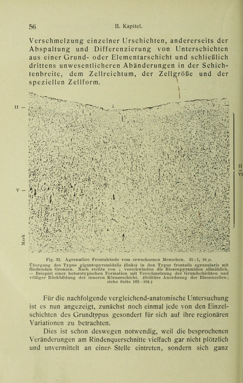 Verschmelzung einzelner Urschiehten, andererseits der Abspaltung und Differenzierung von Unterschichten aus einer Grund- oder Elementarschicht und schließlich drittens unwesentlicheren Abänderungen in der Schich- tenbreite, dem Zellreichtum, der Zellgröße und der speziellen Zellform. ' Fig. 32. Agranuläre Frontalrinde vom erwachsenen Menschen. 2.5:1, 10,«. Übergang des Typus gigantopyrainidalis (links) in den Typus frontalis agranularis mit fließenden Grenzen. Nach rechts von ( verschwinden die Riesenpyramiden allmählich. — Beispiel einer heterotypischen Formation mit Verschmelzung der Grundschichten und völliger Rückbildung der inneren Körnerschicht. (Solitäre Anordnung der Riesenzellen; siehe Seite 102—101.) Für die nachfolgende vergleichend-anatomische Untersuchung ist es nun angezeigt, zunächst noch einmal jede von den Einzel- schichten des Grundtypus gesondert für sich auf ihre regionären Variationen zu betrachten. Dies ist schon deswegen notwendig, weil die besprochenen Veränderungen am Rindenquerschnitte vielfach gar nicht plötzlich und unvermittelt an einer* Stelle eintreten, sondern sich ganz