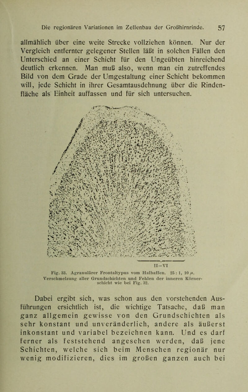 allmählich über eine weite Strecke vollziehen können. Nur der Vergleich entfernter gelegener Stellen läßt in solchen Fällen den Unterschied an einer Schicht für den Ungeübten hinreichend deutlich erkennen. Man muß also, wenn man ein zutreffendes Bild von dem Grade der Umgestaltung einer Schicht bekommen will, jede Schicht in ihrer Gesamtausdehnung über die Rinden- fläche als Einheit auffassen und für sich untersuchen. Fig. 33. Agranulärer Frontaltypus vom Halbaffen. 25 : 1, 10 Verschmelzung aller Grundschichten und Fehlen der inneren Körner- schicht wie bei Fig. 32. Dabei ergibt sich, was schon aus den vorstehenden Aus- führungen ersichtlich ist, die wichtige Tatsache, daß man ganz allgemein gewisse von den Grundschichten als sehr konstant und unveränderlich, andere als äußerst inkonstant und variabel bezeichnen kann. Und es darf ferner als feststehend angesehen werden, daß jene Schichten, welche sich beim Menschen regionär nur wenig modifizieren, dies im großen ganzen auch bei