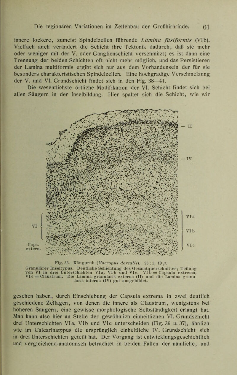 innere lockere, zumeist Spindelzellen führende Lamina fiisiformis (VIb). Vielfach auch verändert die Schicht ihre Tektonik dadurch, daß sie mehr oder weniger mit der V. oder Ganglienschicht verschmilzt; es ist dann eine Trennung der beiden Schichten oft nicht mehr möglich, und das Persistieren der Lamina multiformis ergibt sich nur aus dem Vorhandensein der für sie besonders charakteristischen Spindelzellen. Eine hochgradige Verschmelzung der V. und VI. Grundschicht findet sich in den Fig. 38—41. Die wesentlichste örtliche Modifikation der VI. Schicht findet sich bei allen Säugern in der Inselbildung. Hier spaltet sich die Schicht, wie wir Fig. 36. Känguruh (Maci'opus dorsalis). 25 : 1, 10 ft. Granulärer Inseltypus. Deutliche Schichtung des Gesamtquerschnittes; Teilung von VI in drei Unterschichten Via, VIb und VIc. VIb = Capsula extreina, VIc = Claustrum. Die Lamina granularis externa (II) und die Lamina granu- laris interna (IV) gut ausgebildet. gesehen haben, durch Einschiebung der Capsula extrema in zwei deutlich geschiedene Zellagen, von denen die innere als Claustrum, wenigstens bei höheren Säugern, eine gewisse morphologische Selbständigkeit erlangt hat. Man kann also hier an Stelle der gewöhnlich einheitlichen VI. Grundschicht drei Unterschichten Via, VIb und VIc unterscheiden (Fig. 36 u. 37), ähnlich wie im Calcarinatj>pus die ursprünglich einheitliche IV. Grundschicht sich in drei Unterschichten geteilt hat. Der Vorgang ist entwicklungsgeschichtlich und vergleichend-anatomisch betrachtet in beiden Fällen der nämliche, und