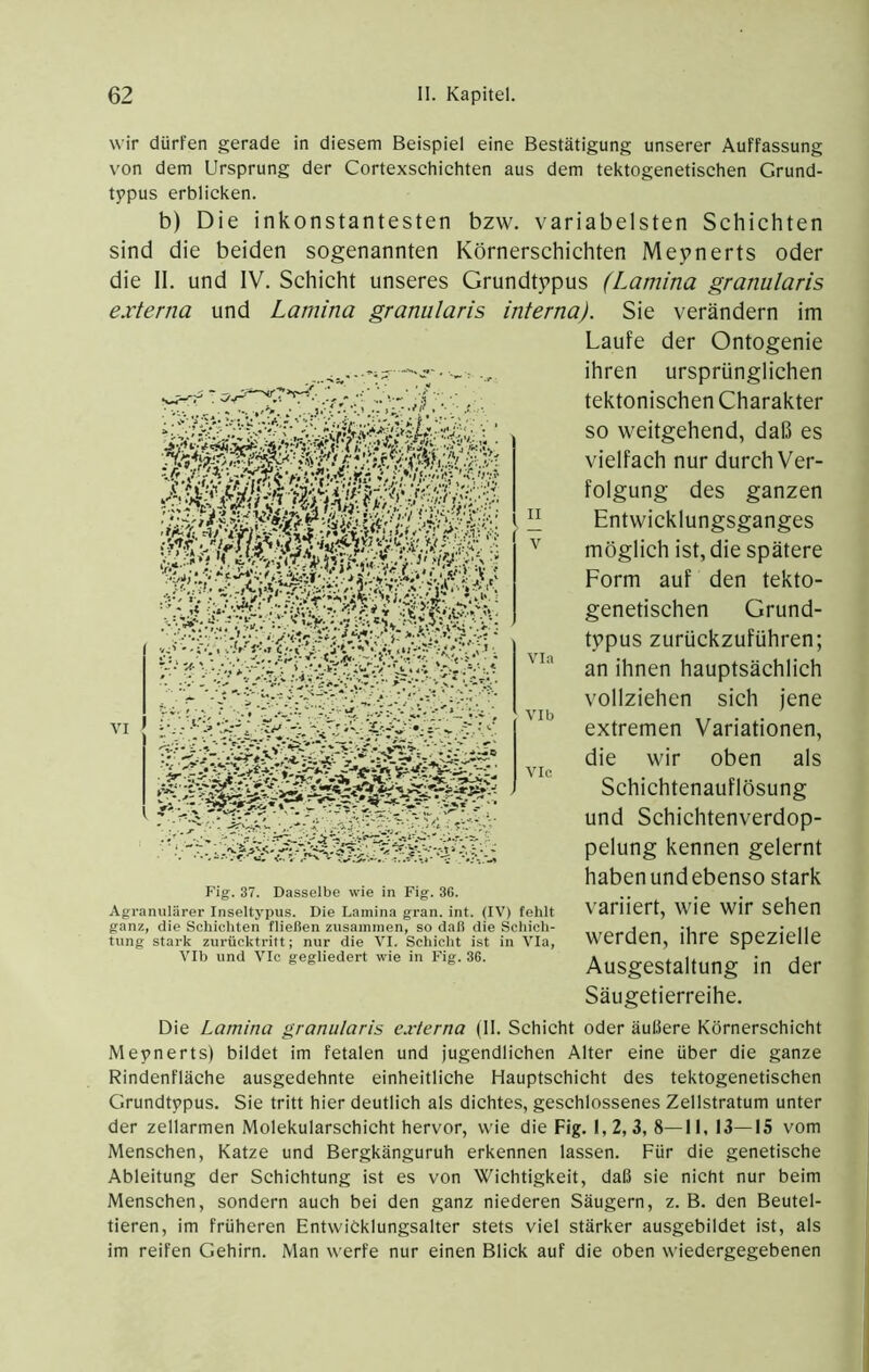 ' ....' wir dürfen gerade in diesem Beispiel eine Bestätigung unserer Auffassung von dem Ursprung der Cortexsehichten aus dem tektogenetischen Grund- typus erblicken. b) Die inkonstantesten bzw. variabelsten Schichten sind die beiden sogenannten Körnerschichten Meynerts oder die 11. und IV. Schicht unseres Grundtppus (Lamina granularis externa und Lamina granularis interna). Sie verändern im Laufe der Ontogenie ihren ursprünglichen tektonischen Charakter so weitgehend, daß es vielfach nur durch Ver- folgung des ganzen Entwicklungsganges möglich ist, die spätere Form auf den tekto- genetischen Grund- tppus zurückzuführen; an ihnen hauptsächlich vollziehen sich jene extremen Variationen, die wir oben als Schichtenauflösung und Schichtenverdop- pelung kennen gelernt haben und ebenso stark variiert, wie wir sehen werden, ihre spezielle Ausgestaltung in der Säugetierreihe. via VI b VIe Fig. 37. Dasselbe wie in Fig. 36. Agranulärer Inseltypus. Die Lamina gran. int. (I\') fehlt ganz, die Schichten fließen zusammen, so daß die Schich- tung stark zurücktritt; nur die VI. Schicht ist in Via, VIb und VIc gegliedert wie in Fig. 36. Die Lamina granularis externa (II. Schicht oder äußere Körnerschicht Mepnerts) bildet im fetalen und jugendlichen Alter eine über die ganze Rindenfläehe ausgedehnte einheitliche Hauptschicht des tektogenetischen Grundtypus. Sie tritt hier deutlich als dichtes, geschlossenes Zellstratum unter der zellarmen Molekularschicht hervor, wie die Fig. 1,2,3, 8—11, 13—15 vom Menschen, Katze und Bergkänguruh erkennen lassen. Für die genetische Ableitung der Schichtung ist es von Wiehtigkeit, daß sie nicht nur beim Menschen, sondern aueh bei den ganz niederen Säugern, z. B. den Beutel- tieren, im früheren Entwicklungsalter stets viel stärker ausgebildet ist, als im reifen Gehirn. Man werfe nur einen Blick auf die oben wiedergegebenen