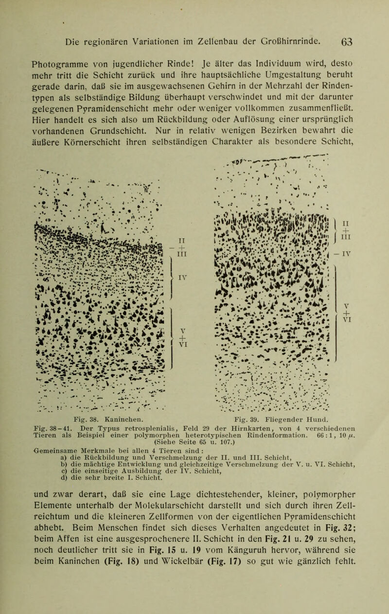 Photogramme von jugendlicher Rinde! Je älter das Individuum wird, desto mehr tritt die Schicht zurück und ihre hauptsächliche Umgestaltung beruht gerade darin, daß sie im ausgewachsenen Gehirn in der Mehrzahl der Rinden- typen als selbständige Bildung überhaupt verschwindet und mit der darunter gelegenen Pyramidenschicht mehr oder weniger vollkommen zusammenfließt. Hier handelt es sich also um Rückbildung oder Auflösung einer ursprünglich vorhandenen Grundschicht. Nur in relativ wenigen Bezirken bewahrt die äußere Körnerschicht ihren selbständigen Charakter als besondere Schicht, Fig. 38. Kaninchen. Fig. 39. Fliegender Hund. Fig. 38-41. Der Typus retrosplenialis, Feld 29 der Hirnkarten, von 4 verschiedenen Tieren als Beispiel einer polj'morphen heterotypischen Rindenformation. 66; 1, 10 (Siehe Seite 65 u. 107.) Gemeinsame Merkmale hei allen 4 Tieren sind : a) die Rückbildung und Verschmelzung der II. und III. Schicht, b) die mächtige Entwicklung und gleichzeitige Verschmelzung der V. u. VI. Schicht, c) die einseitige Ausbildung der IV. Schicht, d) die sehr breite I. Schicht. und zwar derart, daß sie eine Lage dichtestehender, kleiner, polymorpher Elemente unterhalb der Molekularschicht darstellt und sich durch ihren Zell- reichtum und die kleineren Zellformen von der eigentlichen Pyramidenschicht abhebt. Beim Menschen findet sich dieses Verhalten angedeutet in Fig. 32; beim Affen ist eine ausgesprochenere II. Schicht in den Fig. 21 u. 29 zu sehen, noch deutlicher tritt sie in Fig. 15 u. 19 vom Känguruh hervor, während sie beim Kaninchen (Fig. 18) und Wickelbär (Fig. 17) so gut wie gänzlich fehlt.