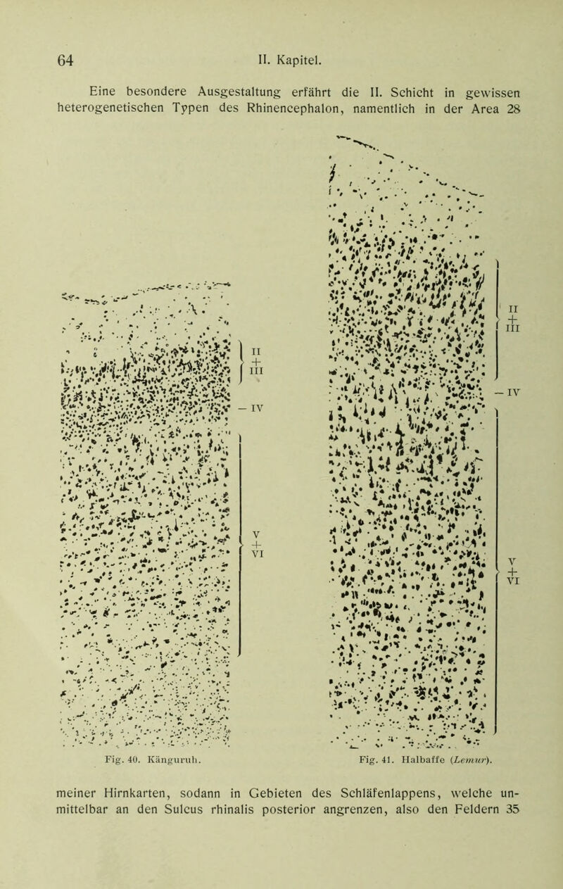 Eine besondere Ausgestaltung erfährt die II. Schicht in gewissen heterogenetischen Typen des Rhinencephalon, namentlich in der Area 28 Fig. 40. Känguruh. Fig. 41. Ilalbaffe {Lemu?'). meiner Hirnkarten, sodann in Gebieten des Schläfenlappens, welche un- mittelbar an den Sulcus rhinalis posterior angrenzen, also den Feldern 35