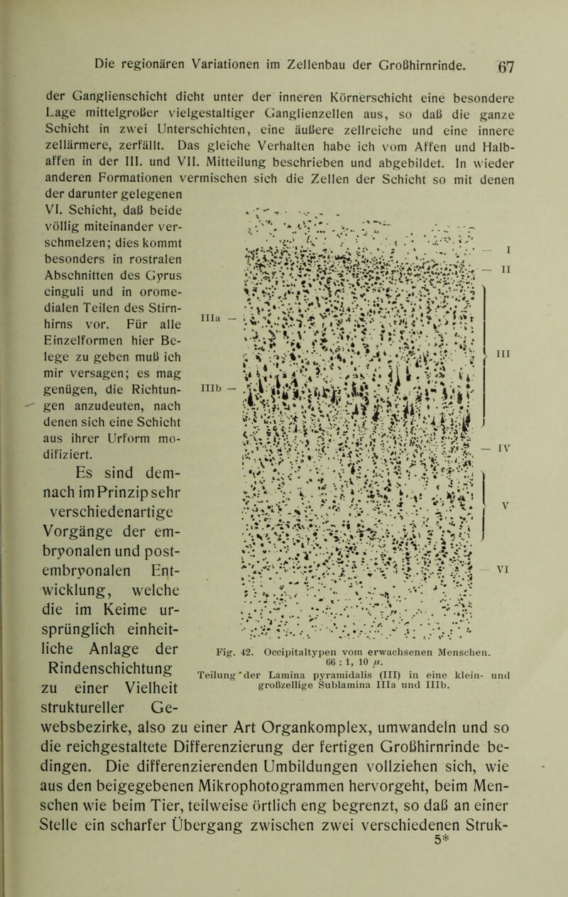 lila - Illb — der Ganglienschicht dicht unter der inneren Körnerschicht eine besondere Lage mittelgroßer vielgestaltiger Ganglienzellen aus, so daß die ganze Schicht in zwei Unterschichten, eine äußere zellreiche und eine innere zellärmere, zerfällt. Das gleiche Verhalten habe ich vom Affen und Halb- affen in der III. und VII. Mitteilung beschrieben und abgebildet. In wieder anderen Formationen vermischen sich die Zellen der Schicht so mit denen der darunter gelegenen VI. Schicht, daß beide • C'-’ • - völlig miteinander ver- schmelzen; dies kommt besonders in rostralen Abschnitten des Gyrus cinguli und in orome- dialen Teilen des Stirn- hirns vor. Für alle Einzelformen hier Be- lege zu geben muß ich mir versagen; es mag genügen, die Richtun- gen anzudeuten, nach denen sich eine Schicht aus ihrer Urform mo- difiziert. Es sind dem- nach im Prinzip sehr verschiedenartige Vorgänge der em- bryonalen und post- embryonalen Ent- wicklung, welche die im Keime ur- sprünglich einheit- liche Anlage der Rindenschichtung zu einer Vielheit struktureller Ge- websbezirke, also zu einer Art Organkomplex, umwandeln und so die reichgestaltete Differenzierung der fertigen Großhirnrinde be- dingen. Die differenzierenden Umbildungen vollziehen sich, wie aus den beigegebenen Mikrophotogrammen hervorgeht, beim Men- schen wie beim Tier, teilweise örtlich eng begrenzt, so daß an einer Stelle ein scharfer Übergang zwischen zwei verschiedenen Struk- 5* Fig. 42. Occipitaltypen vom erwachsenen Menschen. G6 : 1, 10 /X. Teilung'der Lamina pyramidalis (III) in eine klein- und großzellige Suhlamina lila und Illb.