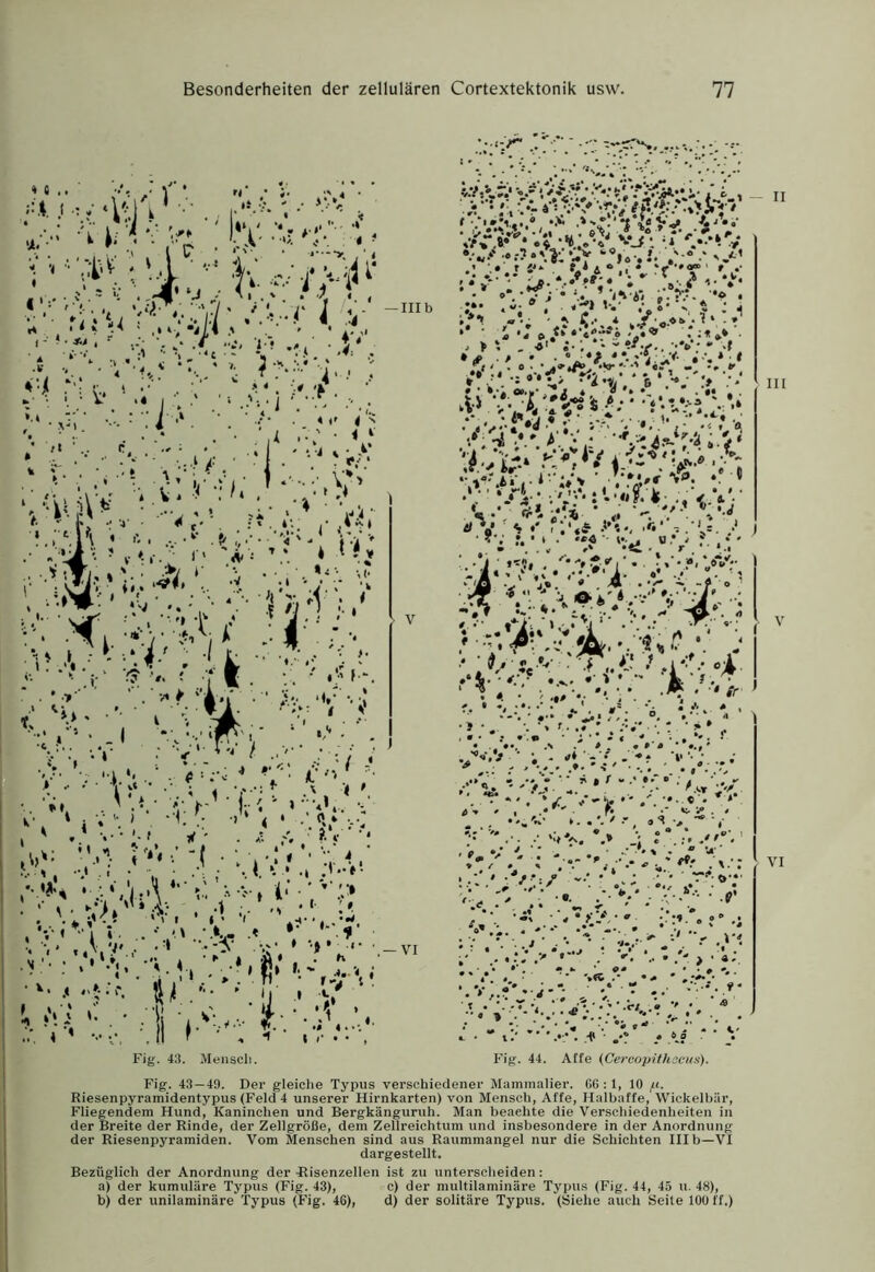 Fig. 43. Menscli. Fig. 44. Affe (Cercopithocns). Fig. 43—49. Der gleiche Typus verschiedener Mammalier. G6 : 1, 10 /(. Riesenpyramidentypus (Feld 4 unserer Hirnkarten) von Mensch, Affe, Halbaffe, Wickelhär, Fliegendem Hund, Kaninchen und Bergkänguruh. Man beachte die Verschiedenheiten in der Breite der Rinde, der Zellgröße, dem Zellreichtum und insbesondere in der Anordnung der Riesenpyramiden. Vom Menschen sind aus Raummangel nur die Schichten III b—VI dargestellt. Bezüglich der Anordnung der Tlisenzellen ist zu unterscheiden: a) der kumuläre Typus (Fig. 43), c) der multilaminäre Typus (Fig. 44, 45 u. 48), b) der unilaminäre Typus (B'ig. 46), d) der solitäre Typus. (Siehe auch Seite 100 ff.)