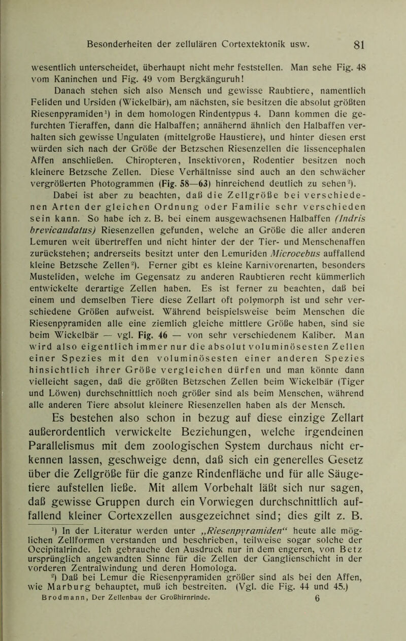 wesentlich unterscheidet, überhaupt nicht mehr feststellen. Man sehe Fig. 48 vom Kaninchen und Fig. 49 vom Bergkänguruh! Danach stehen sich also Mensch und gewisse Raubtiere, namentlich Fehden und Ursiden (Wickelbär), am nächsten, sie besitzen die absolut größten Riesenpyramiden in dem homologen Rindentypus 4. Dann kommen die ge- furchten Tieraffen, dann die Halbaffen; annähernd ähnlich den Halbaffen ver- halten sich gewisse Ungulaten (mittelgroße Haustiere), und hinter diesen erst würden sich nach der Größe der Betzschen Riesenzellen die lissencephalen Affen anschließen. Chiropteren, Insektivoren, Rodentier besitzen noch kleinere Betzsche Zellen. Diese Verhältnisse sind auch an den schwächer vergrößerten Photogrammen (Fig. 58—63) hinreichend deutlich zu sehen'-). Dabei ist aber zu beachten, daß die Zellgröße bei verschiede- nen Arten der gleichen Ordnung oder Familie sehr verschieden sein kann. So habe ich z. B. bei einem ausgewachsenen Halbaffen (Indris brevicaudatus) Riesenzellen gefunden, welche an Größe die aller anderen Lemuren weit übertreffen und nicht hinter der der Tier- und Menschenaffen zurückstehen; andrerseits besitzt unter den Lemuriden Microcebiis auffallend kleine Betzsche Zellen). Ferner gibt es kleine Karnivorenarten, besonders Musteliden, welche im Gegensatz zu anderen Raubtieren recht kümmerlich entwickelte derartige Zellen haben. Es ist ferner zu beachten, daß bei einem und demselben Tiere diese Zellart oft polymorph ist und sehr ver- schiedene Größen aufweist. Während beispielsweise beim Menschen die Riesenpyramiden alle eine ziemlich gleiche mittlere Größe haben, sind sie beim Wickelbär — vgl. Fig. 46 — von sehr verschiedenem Kaliber. Man w'ird also eigentlichimmernurdieabsoIutvoluminösestenZellen einer Spezies mit den voluminösesten einer anderen Spezies hinsichtlich ihrer Größe vergleichen dürfen und man könnte dann vielleicht sagen, daß die größten Bfetzschen Zellen beim Wickelbär (Tiger und Löwen) durchschnittlich noch größer sind als beim Menschen, während alle anderen Tiere absolut kleinere Riesenzellen haben als der Mensch. Es bestehen also schon in bezug auf diese einzige Zellart außerordentlich verwickelte Beziehungen, welche irgendeinen Parallelismus mit dem zoologischen System durchaus nicht er- kennen lassen, geschweige denn, daß sich ein generelles Gesetz über die Zellgröße für die ganze Rindenfläche und für alle Säuge- tiere aufstellen ließe. Mit allem Vorbehalt läßt sich nur sagen, daß gewisse Gruppen durch ein Vorwiegen durchschnittlich auf- fallend kleiner Cortexzellen ausgezeichnet sind; dies gilt z. B. ’) ln der Literatur werden unter „Riesenpframiden” heute alle mög- lichen Zellformen verstanden und beschrieben, teilweise sogar solche der Occipitalrinde. Ich gebrauche den Ausdruck nur in dem engeren, von Betz ursprünglich angewandten Sinne für die Zellen der Ganglienschicht in der vorderen Zentralwindung und deren Homologa. '-) Daß bei Lemur die Riesenpyramiden größer sind als bei den Affen, wie Marburg behauptet, muß ich bestreiten. (Vgl. die Fig. 44 und 45.) Brodmann, Der Zellenbau der Großhirnrinde. fi