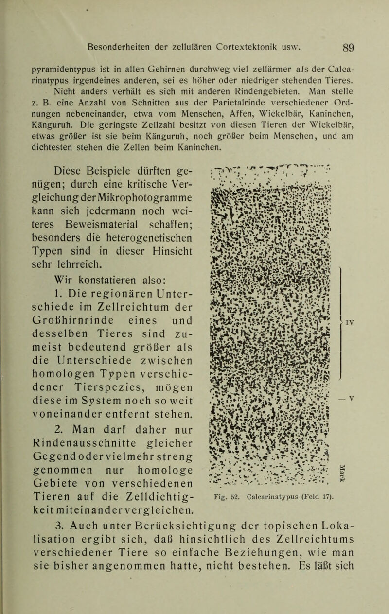 Pyramidentypus ist in allen Gehirnen durchweg viel zellärmer a/s der Calca- rinatypus irgendeines anderen, sei es höher oder niedriger stehenden Tieres. Nicht anders verhält es sich mit anderen Rindengebieten. Man stelle z. B. eine Anzahl von Schnitten aus der Parietalrinde verschiedener Ord- nungen nebeneinander, etwa vom Menschen, Affen, Wickelbär, Kaninchen, Känguruh. Die geringste Zellzahl besitzt von diesen Tieren der Wickelbär, etwas größer ist sie beim Känguruh, noch größer beim Menschen, und am dichtesten stehen die Zellen beim Kaninchen. ; T'A'T: Diese Beispiele dürften ge- nügen; durch eine kritische Ver- gleichung der Mikrophotogramme kann sich jedermann noch wei- teres Beweismaterial schaffen; besonders die heterogenetischen Tjppen sind in dieser Hinsicht sehr lehrreich. Wir konstatieren also: 1. Die regionären Unter- schiede im Zellreichtum der Großhirnrinde eines und desselben Tieres sind zu- meist bedeutend größer als die Unterschiede zwischen homologen Tppen verschie- dener Tierspezies, mögen diese im System noch soweit voneinander entfernt stehen. 2. Man darf daher nur Rindenausschnitte gleicher Gegend oder vielmehr streng genommen nur homologe Gebiete von verschiedenen Tieren auf die Zelldichtig- keitmiteinandervergleichen. Fig. 52. Calcarinatypus (Feld 17). 3. Auch unter Berücksichtigung der topischen Loka- lisation ergibt sich, daß hinsichtlich des Zellreichtums verschiedener Tiere so einfache Beziehungen, wie man sie bisher angenommen hatte, nicht bestehen. Es läßt sich