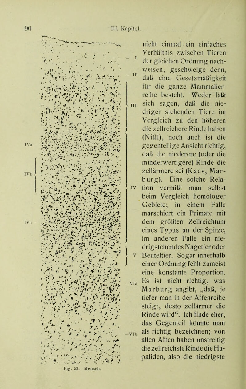 l'’ig. 53. Mensch. nicht einmal ein einfaches Verhältnis zwischen Tieren der gleichen Ordnung nach- weisen, geschweige denn, “ dal.) eine Gesetzmäßigkeit für die ganze Mammalier- reihe besteht. Weder läßt in sich sagen, daß die nie- driger stehenden Tiere im Vergleich zu den höheren } die zellreichere Rinde haben (Nißl), noch auch ist die gegenteilige Ansicht richtig, daß die niederere (oder die minderwertigere) Rinde die zellärmere sei (Kaes, Mar- burg). Eine solche Rela- IV tion vermißt man selbst beim Vergleich homologer Gebiete; in einem Falle marschiert ein Primate mit dem größten Zellreichtum eines Tvpus an der Spitze, im anderen Falle ein nie- 'l drigstehendes Nagetier oder V Beuteltier. Sogar innerhalb J einer Ordnung fehlt zumeist eine konstante Proportion. _via Es ist nicht richtig, was Marburg angibt, „daß, je tiefer man in der Affenreihe steigt, desto zellärmer die Rinde wird“. Ich finde eher, das Gegenteil könnte man _vi(j als richtig bezeichnen; von allen Affen haben unstreitig die zellreichste Rinde die Ha- paliden, also die niedrigste