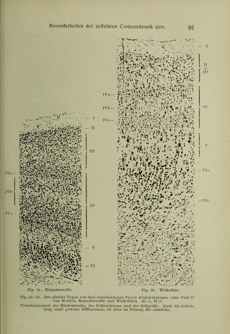 :/v> • v; IV ii- IVb IV c~ IV Fig. 54. Kapuzineraffe. Fig. 55. Wickelbär. — I III IV ’f'} ^ ‘f''- Via -VI b Fig. 53 — 55. Der gleiche Typus von drei vcrscliiedenen Tieren (Calcarinatypus oder Feld 17 von Mensch, Kapuzineraffe und Wickelbär). 66 : 1, 10 «. Verschiedenheit der Rindenbreite, des Zellreicbtuins und der Zellgröße. Auch die Schich- tung zeigt gewisse Differenzen, ist aber im Prinzip die nämliche.