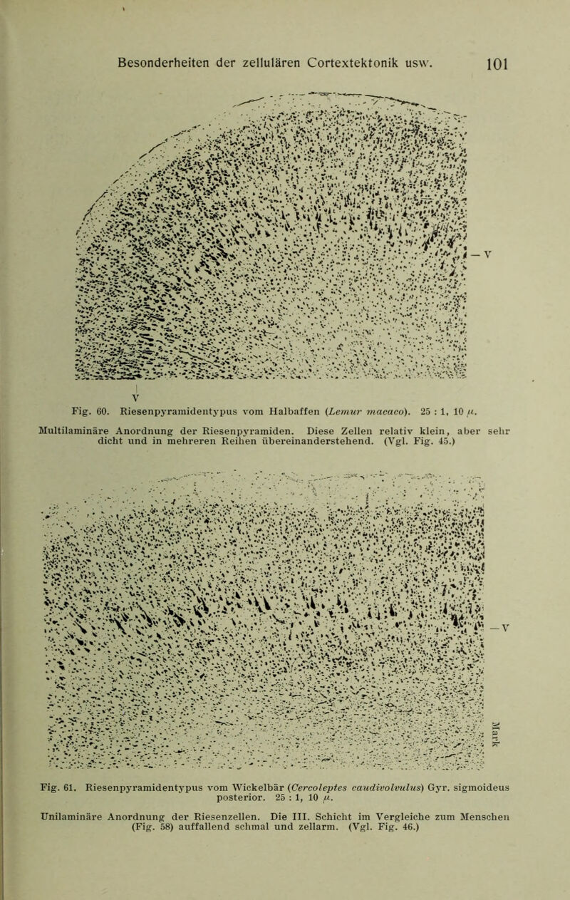 — V Fig. 60. Riesenpyramidentypus vom Halbaffen (Lemur macaco). 25:1, 10,«. Multilaminäre Anordnung der Riesenpyramiden. Diese Zellen relativ klein, aber sehr dicht und in mehreren Reihen übereinanderstehend. (Vgl. Fig. 45.) — V Fig. 61. Riesenpyramidentypus vom Wickelbär (Cercoleptes eaudivolmilus) G5n\ sigmoideus posterior. 25 : 1, 10 p. Unilaminäre Anordnung der Riesenzellen. Die III. Schicht im Vergleiche zum Menschen (Fig. 58) auffallend schmal und zellarm. (Vgl. Fig. 46.)