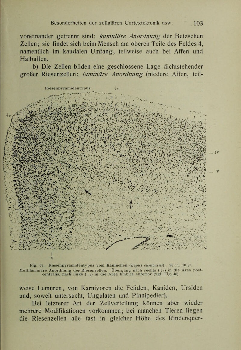 voneinander getrennt sind: kumuläre Anordnung der Betzschen Zellen; sie findet sich beim Mensch am oberen Teile des Feldes 4, namentlich im kaudalen Umfang, teilweise auch bei Affen und Halbaffen. b) Die Zellen bilden eine geschlossene Lage dichtstehender grolkr Riesenzellen: laminare Anordnung (niedere Affen, teil- Riesenpyraraidentypiis Fig. 63. Riesenpyramidentypus vom Kaninchen {Lepus cuniculus). 25 ; 1, 10 Multilaminäre Anordnung der Riesenzellen. Übergang nach rechts (t ]) in die Area post- centralis, nach links (1 2) die Area limbica anterior (vgl. Fig. 48). weise Lemuren, von Karnivoren die Fehden, Kaniden, Ursiden und, soweit untersucht, Ungulaten und Pinnipedier), Bei letzterer Art der Zellverteilung können aber wieder mehrere Modifikationen Vorkommen; bei manchen Tieren liegen die Riesenzellen alle fast in gleicher Höhe des Rindenquer- — IV — V