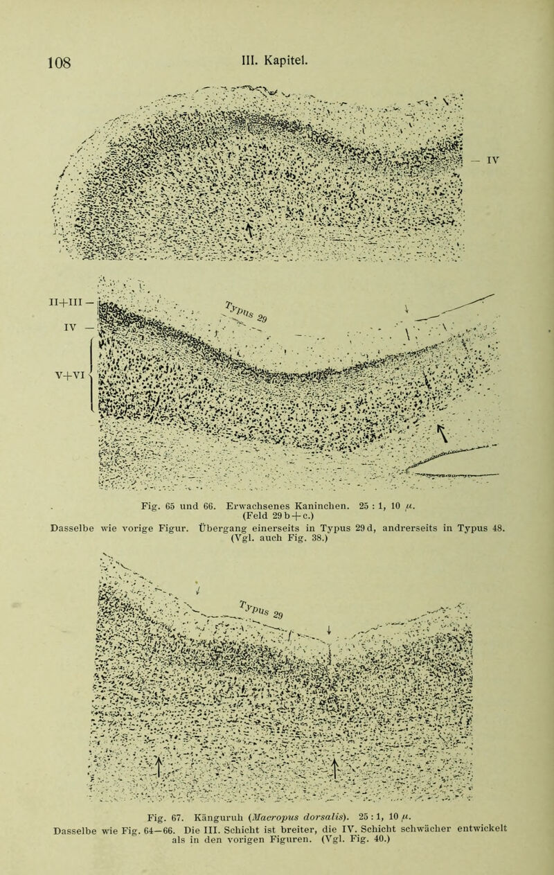 ii+iii- IV — V+VI ' Fig. 65 und 66. Erwachsenes Kaninchen. 25 : 1, 10 u. (Feld 29b-f-o.) Dasselbe wie vorige Figur. Übergang einerseits in Typus 29 d, andrerseits in Typus 48. (Vgl. auch Fig. 38.) Fig. 67. Känguruh (Macropus dorsalis). 25 :1, 10 p. Dasselbe wie Fig. 64-66. Die III. Schicht ist breiter, die IV. Schicht schwächer entwickelt als in den vorigen Figuren. (Vgl. Fig. 40.)