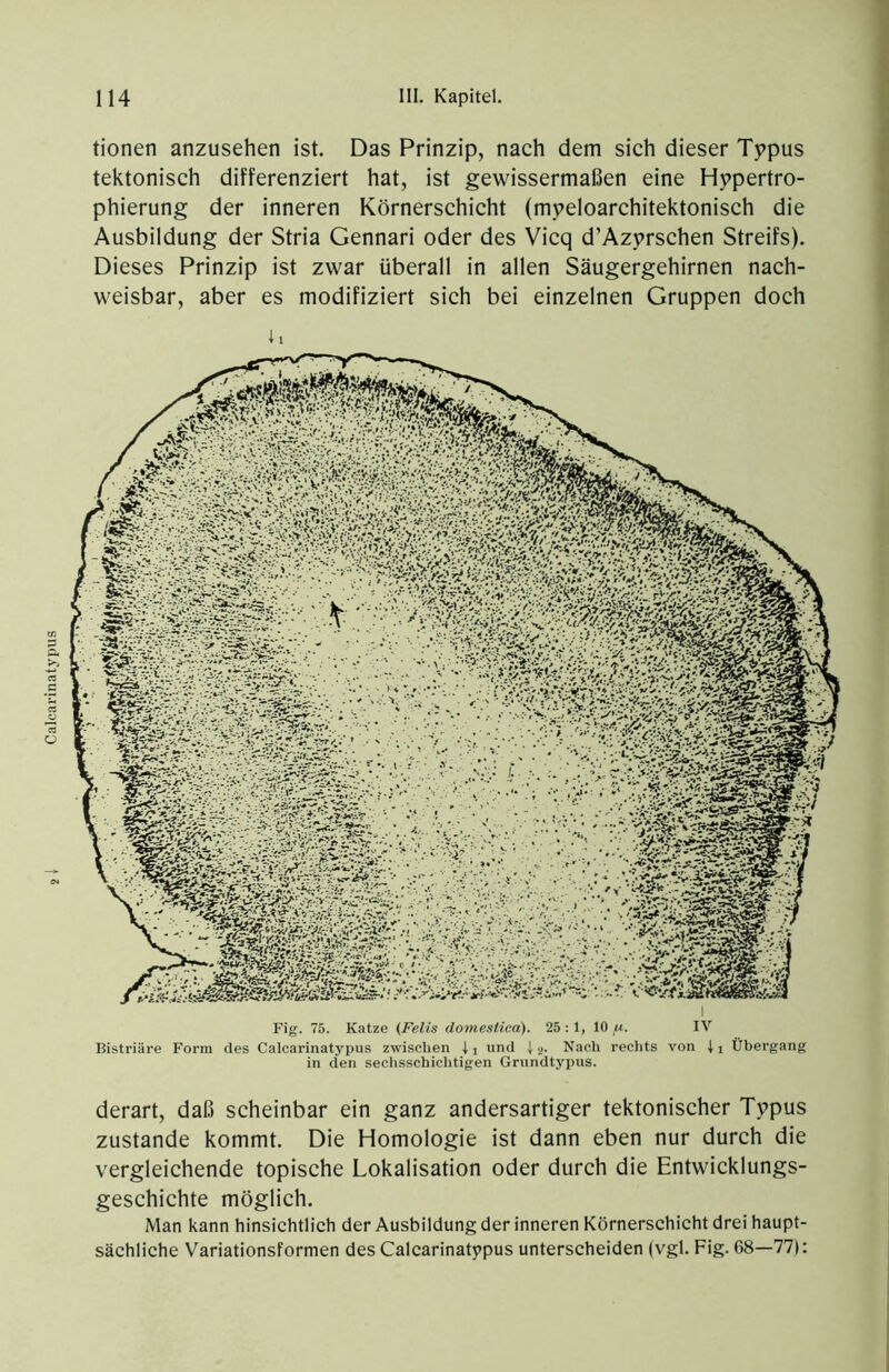 Calcai-inatypus tionen anzusehen ist. Das Prinzip, nach dem sich dieser Tjppus tektonisch differenziert hat, ist gewissermaßen eine Hppertro- phierung der inneren Körnerschicht (myeloarchitektonisch die Ausbildung der Stria Gennari oder des Vicq d’Azyrschen Streifs). Dieses Prinzip ist zwar überall in allen Säugergehirnen nach- weisbar, aber es modifiziert sich bei einzelnen Gruppen doch i 1 in eien sechsschichtigen Grundtypus. derart, daß scheinbar ein ganz andersartiger tektonischer Typus zustande kommt. Die Homologie ist dann eben nur durch die vergleichende topische Lokalisation oder durch die Entwicklungs- geschichte möglich. Man kann hinsichtlich der Ausbildung der inneren Körnerschicht drei haupt- sächliche Variationsformen des Calcarinatypus unterscheiden (vgl. Fig. 68—77):