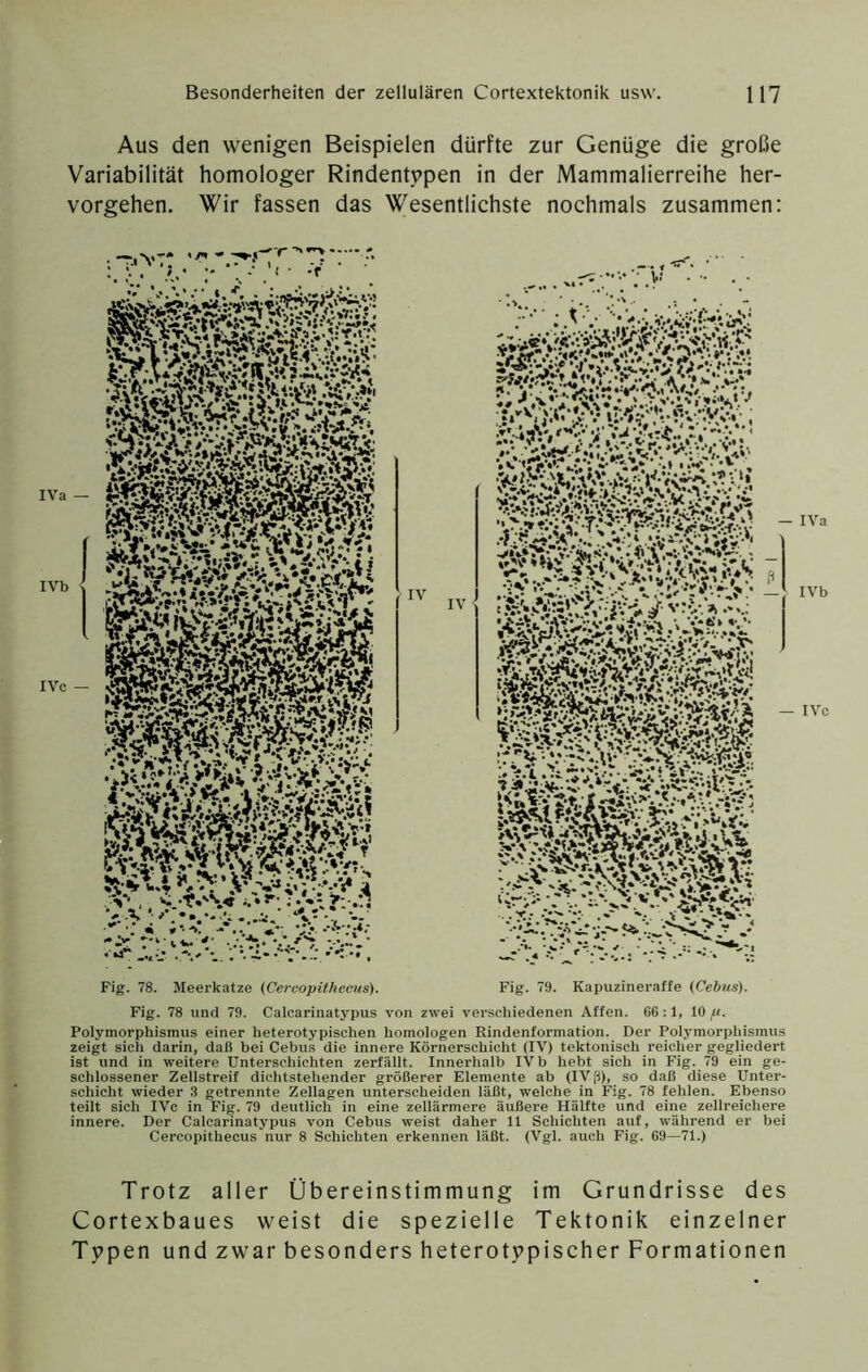 Aus den wenigen Beispielen dürfte zur Genüge die große Variabilität homologer Rindentypen in der Mammalierreihe her- vorgehen. Wir fassen das Wesentlichste nochmals zusammen: Fig. 78. Meerkatze (Cercopithecus). Fig. 79. Kapuzineraffe (Cebus). Fig. 78 und 79. Calcarinatypus von zwei verschiedenen Affen. G6 :1, 10^. Polymorphismus einer heterotypischen homologen Rindenformation. Der Polymorphismus zeigt sich darin, daß bei Cebus die innere Körnerschicht (IV) tektonisch reicher gegliedert ist und in weitere Unterschichten zerfällt. Innerhalb IV b hebt sich in Fig. 79 ein ge- schlossener Zellstreif dichtstehender größerer Elemente ab (IVp), so daß diese Unter- schicht wieder 3 getrennte Zellagen unterscheiden läßt, welche in Fig. 78 fehlen. Ebenso teilt sich IVc in Fig. 79 deutlich in eine zellärmere äußere Hälfte und eine zellreichere innere. Der Calcarinatypus von Cebus weist daher 11 Schichten auf, während er bei Cercopithecus nur 8 Schichten erkennen läßt. (Vgl. auch Fig. 69—71.) Trotz aller Übereinstimmung im Grundrisse des Cortexbaues weist die spezielle Tektonik einzelner Typen und zwar besonders he tero typisch er Formationen