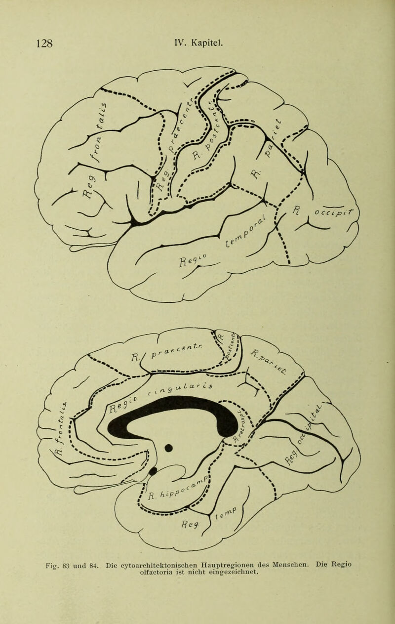 Fig. 83 und 84. Die cytoarcliitektonischen Hauptregionen des Menschen. olfactoria ist nicht eingezeichnet. Die Regio