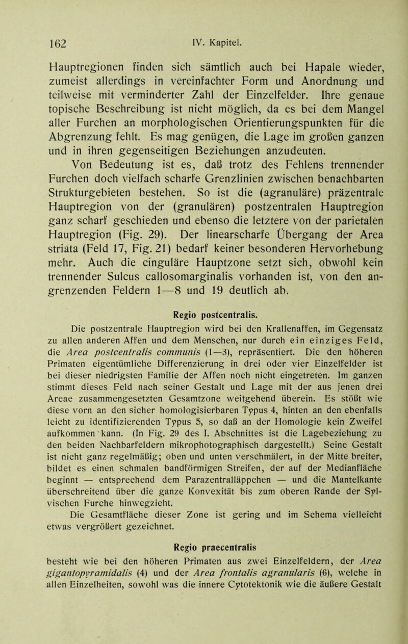 Hauptregionen finden sich sämtlich auch bei Hapale wieder, zumeist allerdings in vereinfachter Form und Anordnung und teilweise mit verminderter Zahl der Einzelfelder. Ihre genaue topische Beschreibung ist nicht möglich, da es bei dem Mangel aller Furchen an morphologischen Orientierungspunkten für die Abgrenzung fehlt. Es mag genügen, die Lage im großen ganzen und in ihren gegenseitigen Beziehungen anzudeuten. Von Bedeutung ist es, daß trotz des Fehlens trennender Furchen doch vielfach scharfe Grenzlinien zwischen benachbarten Strukturgebieten bestehen. So ist die (agranuläre) präzentrale Hauptregion von der (granulären) postzentralen Hauptregion ganz scharf geschieden und ebenso die letztere von der parietalen Hauptregion (Fig. 29). Der linearscharfe Übergang der Area striata (Feld 17, Fig. 21) bedarf keiner besonderen Hervorhebung mehr. Auch die cinguläre Hauptzone setzt sich, obwohl kein trennender Sulcus callosomarginalis vorhanden ist, von den an- grenzenden Feldern 1—8 und 19 deutlich ab. Regio postcentralis. Die postzentrale Hauptregion wird bei den Krallenaffen, im Gegensatz zu allen anderen Affen und dem Menschen, nur durch ein einziges Feld, die Area postcentralis communis (1—3), repräsentiert. Die den höheren Primaten eigentümliche Differenzierung in drei oder vier Einzelfelder ist bei dieser niedrigsten Familie der Affen noch nicht eingetreten. Im ganzen stimmt dieses Feld nach seiner Gestalt und Lage mit der aus jenen drei Areae zusammengesetzten Gesamtzone weitgehend überein. Es stößt wie diese vorn an den sicher homologisierbaren Typus 4, hinten an den ebenfalls leicht zu identifizierenden Typus 5, so daß an der Homologie kein Zweifel aufkommen kann. (In Fig. 29 des I. Abschnittes ist die Lagebeziehung zu den beiden Nachbarfeldern mikrophotographisch dargestellt.) Seine Gestalt ist nicht ganz regelmäßig; oben und unten verschmälert, in der Mitte breiter, bildet es einen schmalen bandförmigen Streifen, der auf der Medianfläche beginnt — entsprechend dem Parazentralläppchen — und die Mantelkante überschreitend über die ganze Konvexität bis zum oberen Rande der Syl- vischen Furche hinwegzieht. Die Gesamtfläche dieser Zone ist gering und im Schema vielleicht etwas vergrößert gezeichnet. Regio praecentralis besteht wie bei den höheren Primaten aus zwei Einzelfeldern, der Area gigantopyramidalis (4) und der Area frontalis agranularis (6), welche in allen Einzelheiten, sowohl was die innere Cytotektonik wie die äußere Gestalt