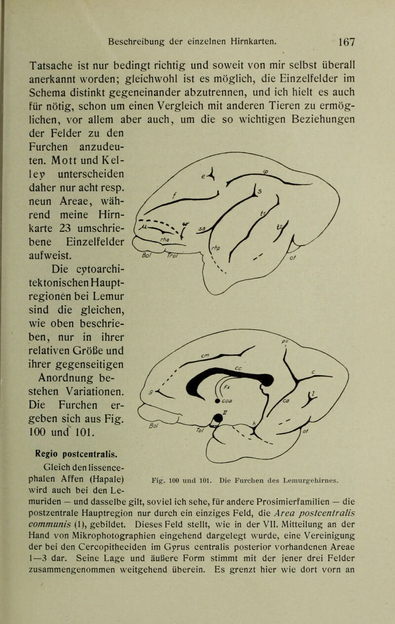 Tatsache ist nur bedingt richtig und soweit von mir selbst überall anerkannt worden; gleichwohl ist es möglich, die Einzelfelder im Schema distinkt gegeneinander abzutrennen, und ich hielt es auch für nötig, schon um einen Vergleich mit anderen Tieren zu ermög- lichen, vor allem aber auch, um die so wichtigen Beziehungen der Felder zu den Furchen anzudeu- ten. Mott und Kel- ley unterscheiden daher nur acht resp. neun Areae, wäh- rend meine Hirn- karte 23 umschrie- bene Einzelfelder aufweist. Die cytoarchi- tektonischen Haupt- regionen bei Femur sind die gleichen, wie oben beschrie- ben, nur in ihrer relativen Größe und ihrer gegenseitigen Anordnung be- stehen Variationen. Die Furchen er- geben sich aus Fig. 100 und 101. Regio postcentralis. Gleich denlissence- phalen Affen (Hapale) wird auch bei den Le- muriden — und dasselbe gilt, soviel ich sehe, für andere Prosimierfamilien — die postzentrale Hauptregion nur durch ein einziges Feld, die Area postcentralis communis {\), geb'MQt Dieses Feld stellt, wie in der VII. Mitteilung an der Hand von Mikrophotographien eingehend dargelegt wurde, eine Vereinigung der bei den Cercopitheciden im Gyrus centralis posterior vorhandenen Areae 1—3 dar. Seine Lage und äußere Form stimmt mit der jener drei Felder zusammengenommen weitgehend überein. Es grenzt hier wie dort vorn an Fig. 100 und 101. Die Furchen des Leinurgehirnes.