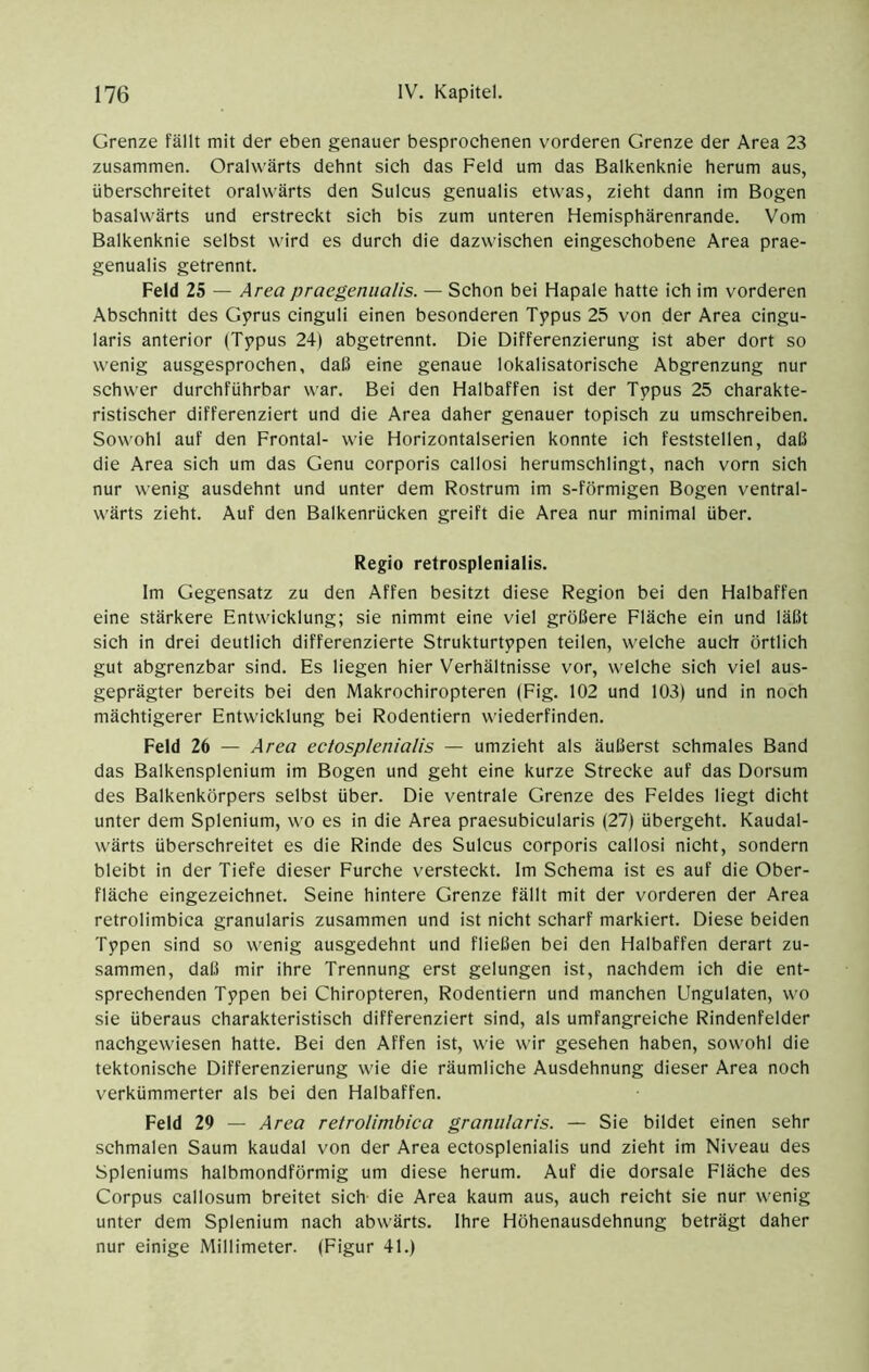 Grenze fällt mit der eben genauer besprochenen vorderen Grenze der Area 23 zusammen. Oralwärts dehnt sich das Feld um das Balkenknie herum aus, überschreitet oralwärts den Sulcus genualis etwas, zieht dann im Bogen basalwärts und erstreckt sich bis zum unteren Hemisphärenrande. Vom Balkenknie selbst wird es durch die dazwischen eingeschobene Area prae- genualis getrennt. Feld 25 — Area praegenualis. — Schon bei Hapale hatte ich im vorderen Abschnitt des Gprus cinguli einen besonderen Typus 25 von der Area cingu- laris anterior (Typus 24) abgetrennt. Die Differenzierung ist aber dort so wenig ausgesprochen, daß eine genaue lokalisatorische Abgrenzung nur schwer durchführbar war. Bei den Halbaffen ist der Typus 25 charakte- ristischer differenziert und die Area daher genauer topisch zu umschreiben. Sowohl auf den Frontal- wie Horizontalserien konnte ich feststellen, daß die Area sich um das Genu corporis callosi herumschlingt, nach vorn sich nur wenig ausdehnt und unter dem Rostrum im s-förmigen Bogen ventral- wärts zieht. Auf den Balkenrücken greift die Area nur minimal über. Regio retrosplenialis. Im Gegensatz zu den Affen besitzt diese Region bei den Halbaffen eine stärkere Entwicklung; sie nimmt eine viel größere Fläche ein und läßt sich in drei deutlich differenzierte Strukturtypen teilen, welche auch örtlich gut abgrenzbar sind. Es liegen hier Verhältnisse vor, welche sich viel aus- geprägter bereits bei den Makrochiropteren (Fig. 102 und 103) und in noch mächtigerer Entwicklung bei Rodentiern wiederfinden. Feld 26 — Area ectosplenialis — umzieht als äußerst schmales Band das Balkensplenium im Bogen und geht eine kurze Strecke auf das Dorsum des Balkenkörpers selbst über. Die ventrale Grenze des Feldes liegt dicht unter dem Splenium, wo es in die Area praesubicularis (27) übergeht. Kaudal- wärts überschreitet es die Rinde des Sulcus corporis callosi nicht, sondern bleibt in der Tiefe dieser Furche versteckt. Im Schema ist es auf die Ober- fläche eingezeichnet. Seine hintere Grenze fällt mit der vorderen der Area retrolimbica granularis zusammen und ist nicht scharf markiert. Diese beiden Typen sind so wenig ausgedehnt und fließen bei den Halbaffen derart zu- sammen, daß mir ihre Trennung erst gelungen ist, nachdem ich die ent- sprechenden Typen bei Chiropteren, Rodentiern und manchen Ungulaten, wo sie überaus charakteristisch differenziert sind, als umfangreiche Rindenfelder nachgewiesen hatte. Bei den Affen ist, wie wir gesehen haben, sowohl die tektonische Differenzierung wie die räumliche Ausdehnung dieser Area noch verkümmerter als bei den Halbaffen. Feld 29 — Area retrolimbica granularis. — Sie bildet einen sehr schmalen Saum kaudal von der Area ectosplenialis und zieht im Niveau des Spleniums halbmondförmig um diese herum. Auf die dorsale Fläche des Corpus callosum breitet sich die Area kaum aus, auch reicht sie nur wenig unter dem Splenium nach abwärts. Ihre Höhenausdehnung beträgt daher nur einige Millimeter. (Figur 41.)