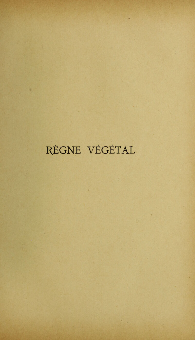 RÈGNE VÉGÉTAL