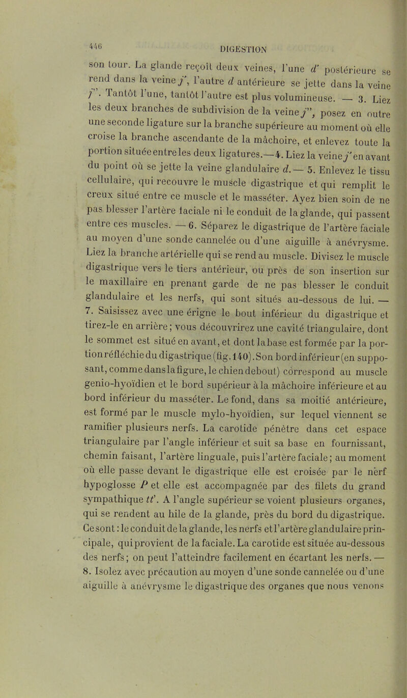 son tour. La glande reçoit deux veines, l’une <ï postérieure se rend dans la veine /, l’autre d antérieure se jette dans la veine ; . tantôt 1 une, tantôt l’autre est plus volumineuse. — 3. Liez les deux branches de subdivision de la veineposez en outre une seconde ligature sur la branche supérieure au moment où elle croise la branche ascendante de la mâchoire, et enlevez toute la portion située entre les deux ligatures.—4. Liez la veine/en avant du point où se jette la veine glandulaire d.— 5. Enlevez le tissu cellulaire, qui recouvre le muscle digastrique et qui remplit le ci eux situé entre ce muscle et le masséter. Ayez bien soin de ne pas blesser 1 artère laciale ni le conduit de la glande, qui passent entre ces muscles. —6. Séparez le digastrique de l’artère faciale au moyen d une sonde cannelée ou d’une aiguille à anévrysme. Liez la branche artérielle qui se rend au muscle. Divisez le muscle digastrique vers le tiers antérieur, ou près de son insertion sur le maxillaire en prenant garde de ne pas blesser le conduit glandulaire et les nerfs, qui sont situés au-dessous de lui. — 1. Saisissez avec une érigne le bout inférieur du digastrique et tiiez-le en arrière; vous découvrirez une cavité triangulaire, dont le sommet est situé en avant, et dont labase est formée par la por- tion réfléchie du digastrique (fîg. 140). Son bord inférieur (en suppo- sant, comme dans la figure, le chien debout) correspond au muscle genio-hyoïdien et le bord supérieur à la mâchoire inférieure et au bord inférieur du masséter. Le fond, dans sa moitié antérieure, est formé par le muscle mylo-hyoïdien, sur lequel viennent se ramifier plusieurs nerfs. La carotide pénètre dans cet espace triangulaire par l’angle inférieur et suit sa base en fournissant, chemin faisant, l’artère linguale, puis l’artère faciale ; au moment où elle passe devant le digastrique elle est croisée par le nërf hypoglosse P et elle est accompagnée par des filets du grand sympathique tt\ A l’angle supérieur se voient plusieurs organes, qui se rendent au hile de la glande, près du bord du digastrique. Ce sont : le conduit de la glande, les nerfs et l’artère glandulaire prin- cipale, qui provient de la faciale. La carotide est située au-dessous des nerfs; on peut l'atteindre facilement en écartant les nerfs.— 8. Isolez avec précaution au moyen d’une sonde cannelée ou d’une aiguille à anévrysme le digastrique des organes que nous venons