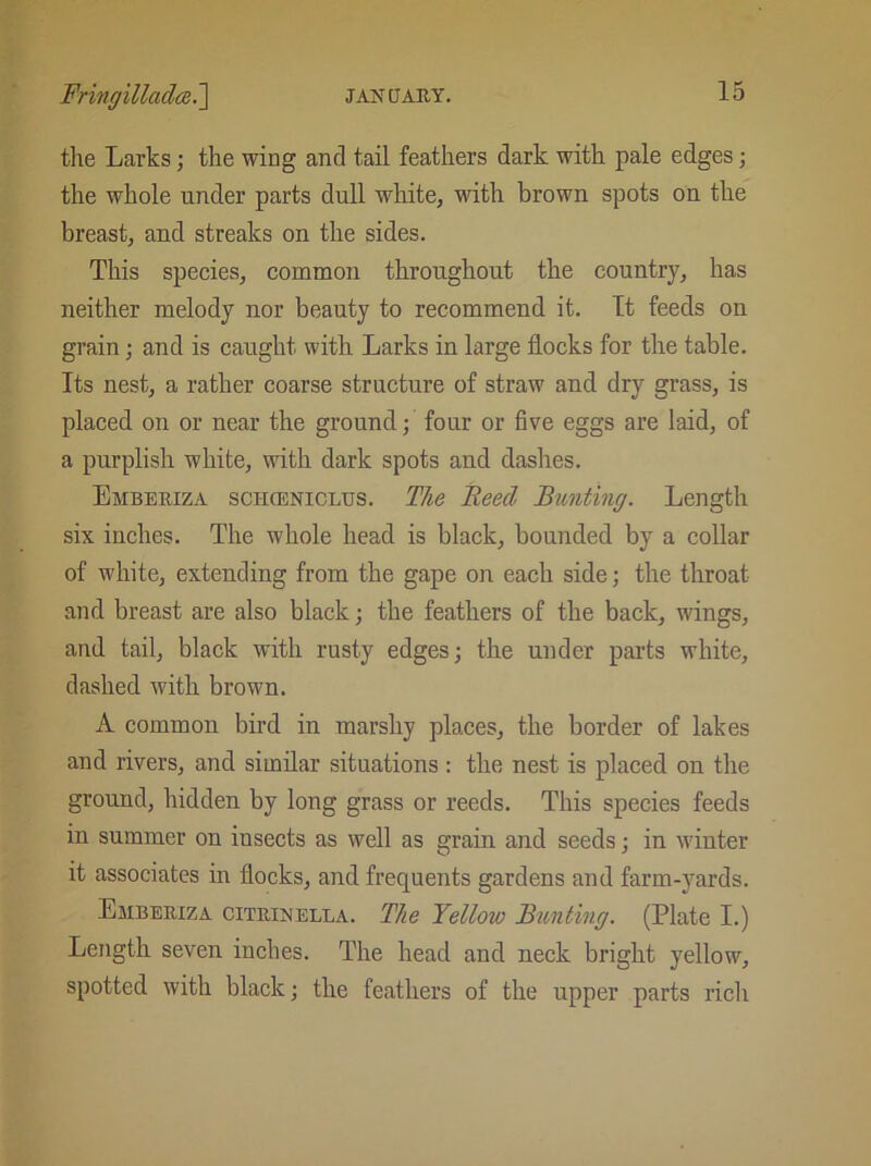 the Larks; the wing and tail feathers dark with pale edges; the whole under parts dull white, with brown spots on the breast, and streaks on the sides. This species, common throughout the country, has neither melody nor beauty to recommend it. It feeds on grain; and is caught with Larks in large flocks for the table. Its nest, a rather coarse structure of straw aud dry grass, is placed on or near the ground; four or five eggs are laid, of a purplish white, with dark spots aud dashes. Emberiza schceniclus. The Heed Bunting. Length six inches. The whole head is black, bounded by a collar of white, extending from the gape on each side; the throat and breast are also black; the feathers of the back, wings, and tail, black with rusty edges; the under parts white, dashed with brown. A common bird in marshy places, the border of lakes and rivers, and similar situations : the nest is placed on the ground, hidden by long grass or reeds. This species feeds in summer on iusects as well as grain and seeds; in winter it associates in flocks, and frequents gardens and farm-yards. Emberiza citrinella. The Yellow Bunting. (Plate I.) Length seven inches. The head and neck bright yellow, spotted with black; the feathers of the upper parts rich