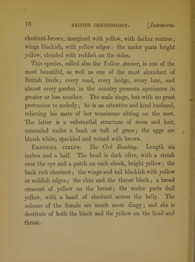 chestnut-brown, margined with yellow, with darker centres; wings blackish, with yellow edges: the under parts bright yellow, clouded with reddish on the sides. This species, called also the Yellow Ammer, is one of the most beautiful, as well as one of the most abundant of British birds; every road, every hedge, every lane,, and almost every garden in the country presents specimens in greater or less number. The male sings, but with no great pretension to melody; he is an attentive and kind husband, relieving his mate of her wearisome sitting on the nest. The latter is a substantial structure of moss and hair, concealed under a bush or tuft of grass; the eggs are bluish wliite, speckled and veined with brown. Esiberiza cirlus. The Cirl Bunting. Length six inches and a half. The head is dark olive, with a streak over the eye and a patch on each cheek, bright yellow; the back rich chestnut; the wings and tail blackish with yellow or reddish edges; the chin and the throat black; a broad crescent of yellow on the breast; the under parts dull yellow, with a band of chestnut across the belly. The colours of the female are much more dingy; and she is destitute of both the black and the yellow on the head and throat.