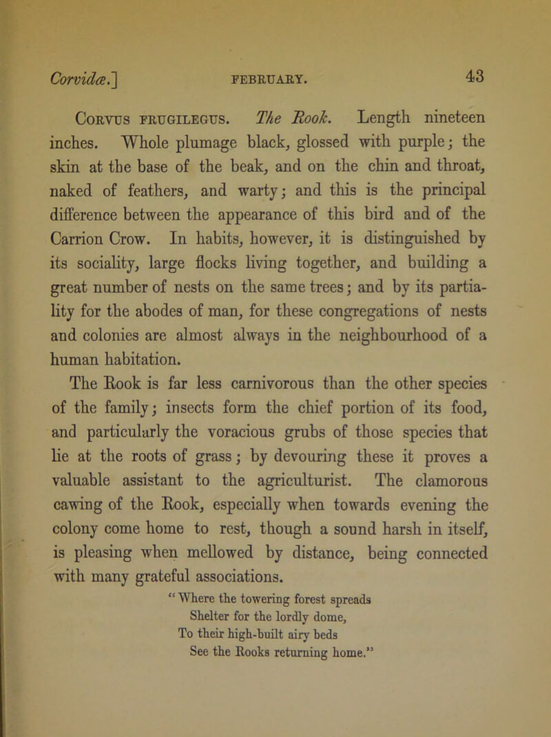 Corvus frugilegus. The Rook. Length nineteen inches. Whole plumage black, glossed with purple; the skin at the base of the beak, and on the chin and throat, naked of feathers, and warty; and this is the principal difference between the appearance of this bird and of the Carrion Crow. In habits, however, it is distinguished by its sociality, large flocks living together, and building a great number of nests on the same trees; and by its partia- lity for the abodes of man, for these congregations of nests and colonies are almost always in the neighbourhood of a human habitation. The Rook is far less carnivorous than the other species of the family; insects form the chief portion of its food, and particularly the voracious grubs of those species that lie at the roots of grass; by devouring these it proves a valuable assistant to the agriculturist. The clamorous cawing of the Rook, especially when towards evening the colony come home to rest, though a sound harsh in itself, is pleasing when mellowed by distance, being connected with many grateful associations. “ Where the towering forest spreads Shelter for the lordly dome. To their high-built airy beds See the Rooks returning home.”