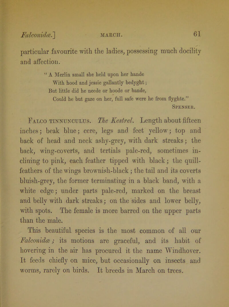 particular favourite with the ladies, possessing much docility and affection. “ A Merlin small she held upon her hande With hood and jessie gallantly bedyght; But little did he neede or hoode or hande, Could he hut gaze on her, full safe were he from flyghte.” Spenser. Falco tinnuncultjs. The Kestrel. Length about fifteen inches; beak blue; cere, legs and feet yellow; top and back of head and neck ashy-grey, with dark streaks; the back, wing-coverts, and tertials pale-red, sometimes in- clining to pink, each feather tipped with black; the quill- feathers of the wings brownish-black ; the tail and its coverts bluish-grey, the former terminating in a black band, with a white edge; under parts pale-red, marked on the breast and belly with dark streaks; on the sides and lower belly, ■with spots. The female is more barred on the upper parts than the male. This beautiful species is the most common of all our Falconidce; its motions are graceful, and its habit of hovering in the air has procured it the name Windhover. It feeds chiefly on mice, but occasionally on insects and worms, rarely on birds. It breeds in March on trees.