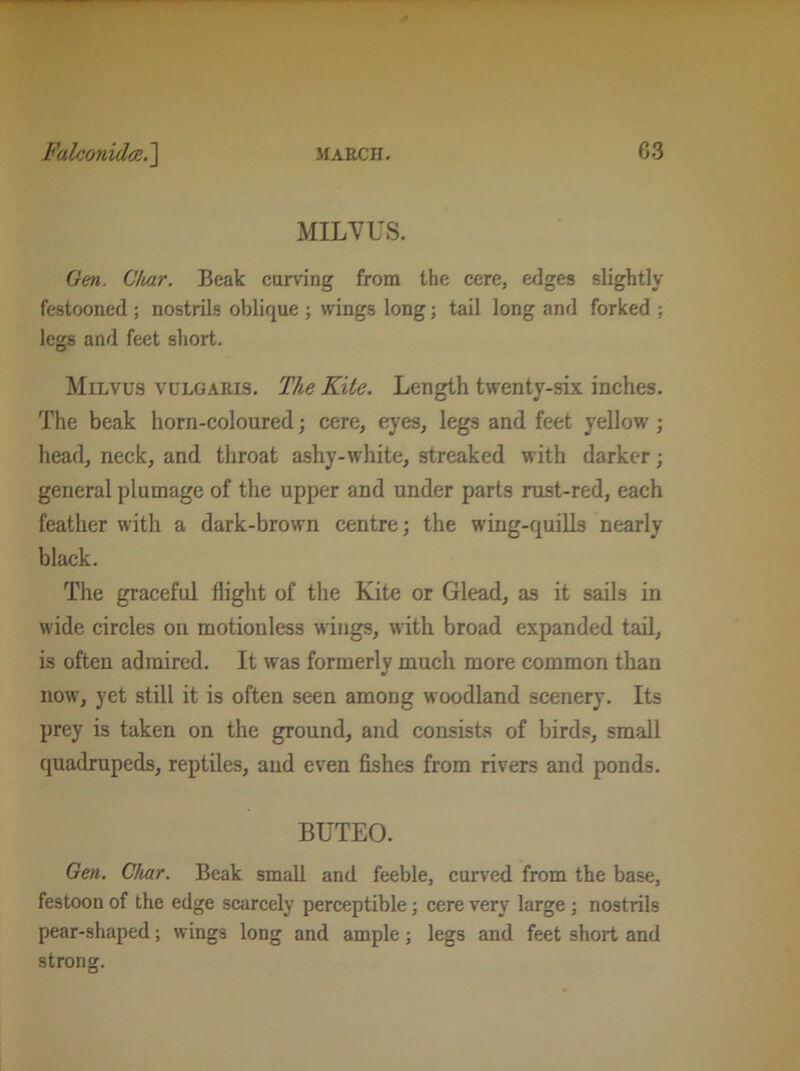 MILVUS. Gen. Char. Beak curving from the cere, edges slightly festooned ; nostrils oblique ; wings long; tail long and forked ; legs and feet short. Milvus vulgaris. The Kite. Length twenty-six inches. The beak horn-coloured; cere, eyes, legs and feet yellow ; head, neck, and throat ashy-white, streaked with darker; general plumage of the upper and under parts rust-red, each feather with a dark-brown centre; the wing-quills nearly black. The graceful flight of the Kite or Glead, as it sails in wide circles on motionless wings, with broad expanded tail, is often admired. It was formerly much more common than now, yet still it is often seen among woodland scenery. Its prey is taken on the ground, and consists of birds, small quadrupeds, reptiles, and even fishes from rivers and ponds. BUTEO. Gen. Char. Beak small and feeble, curved from the base, festoon of the edge scarcely perceptible; cere very large ; nostrils pear-shaped; wings long and ample; legs and feet short and strong.