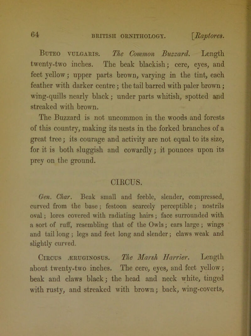 Buteo vulgaris-. The Common Buzzard. Length twenty-two inches. The beak blackish; cere, eyes, and feet yellow; upper parts brown, varying in the tint, each feather with darker centre; the tail barred with paler brown; wing-quills nearly black; under parts whitish, spotted and streaked with brown. The Buzzard is not uncommon in the woods and forests of this country, making its nests in the forked branches of a great tree; its courage and activity are not equal to its size, for it is both sluggish and cowardly; it pounces upon its prey on the ground. CIRCUS. Gen. Char. Beak small and feeble, slender, compressed, curved from the base; festoon scarcely perceptible; nostrils oval; lores covered with radiating hairs; face surrounded with a sort of ruff, resembling that of the Owls; ears large; wings and tail long ; legs and feet long and slender; claws weak and slightly curved. Circus .eruginosus. The Marsh Harrier. Length about twenty-two inches. The cere, eyes, and feet yellow; beak and claws black; the head and neck white, tinged with rusty, and streaked with brown; back, wing-coverts,